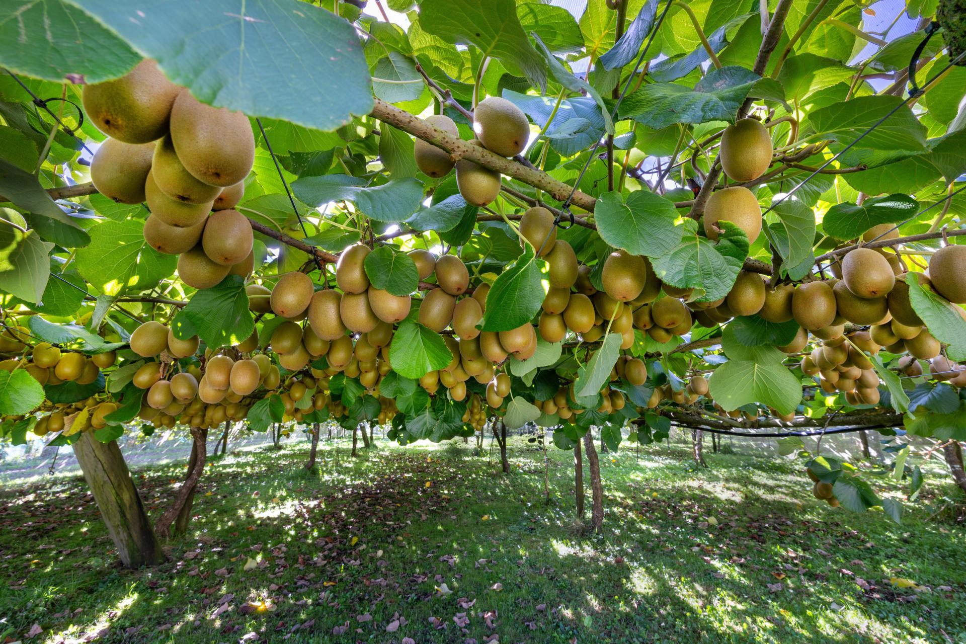 1151 Oreipunga Road, Maungatautari