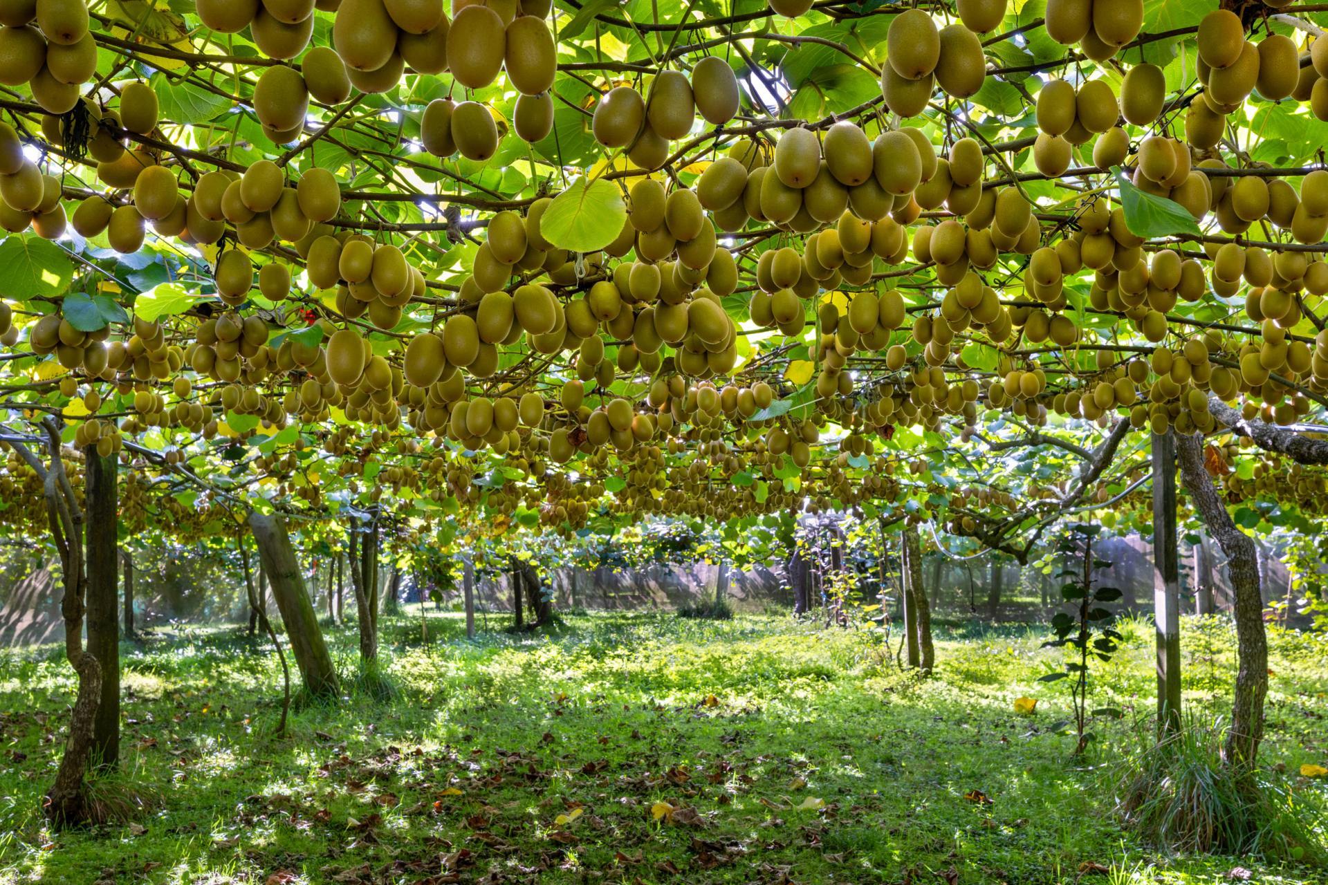 1151 Oreipunga Road, Maungatautari