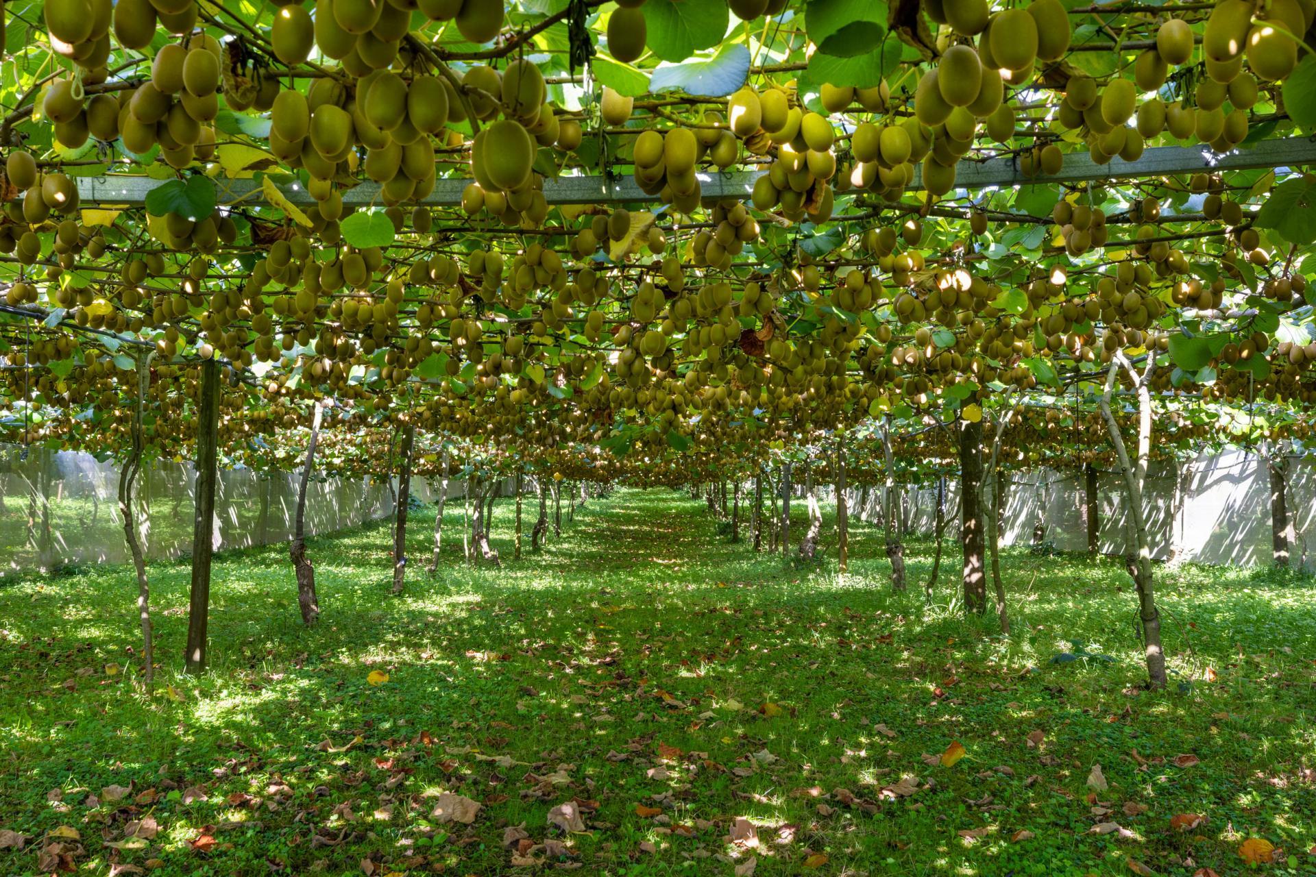 1151 Oreipunga Road, Maungatautari