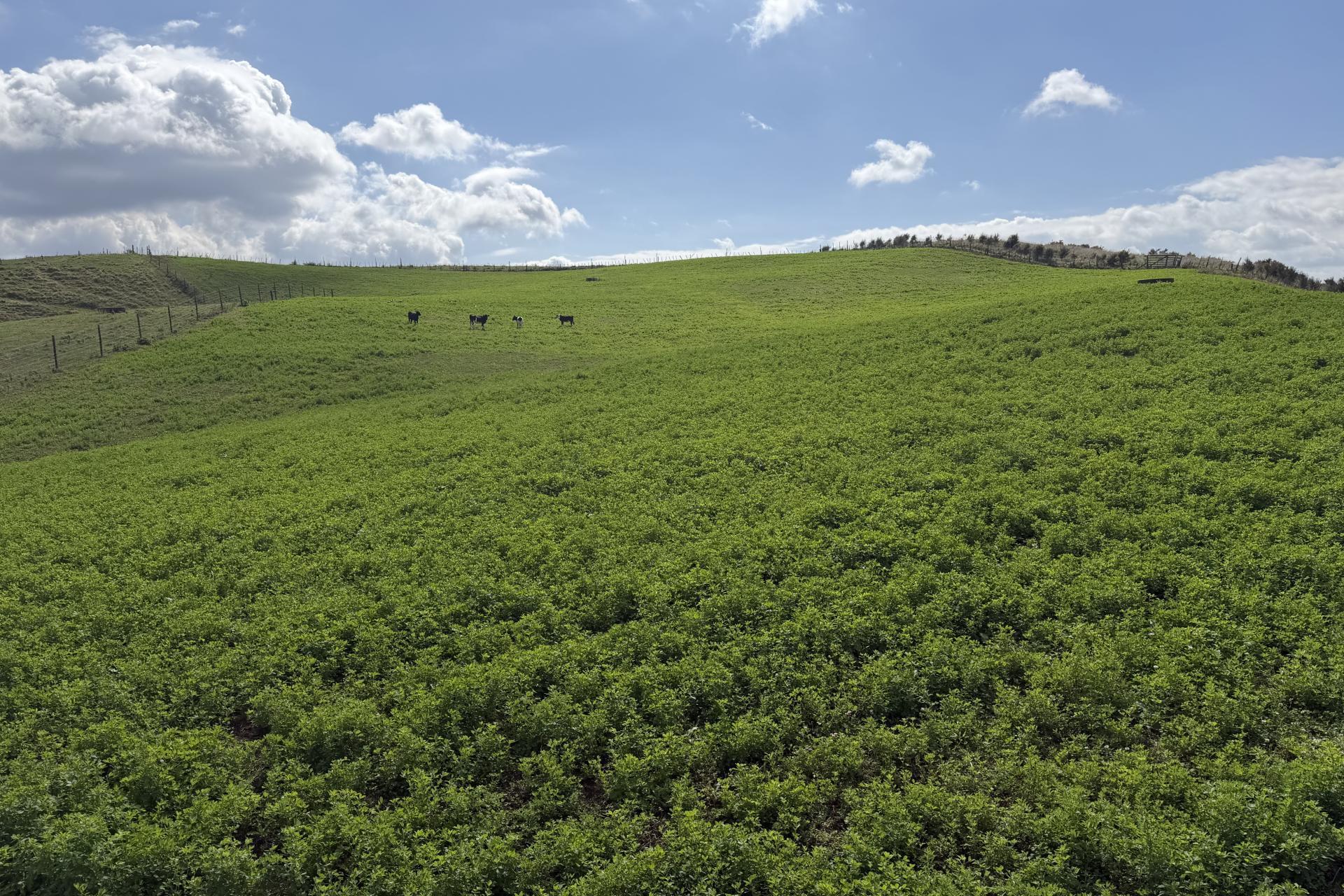 1026 Limeworks Loop Road, Karamu