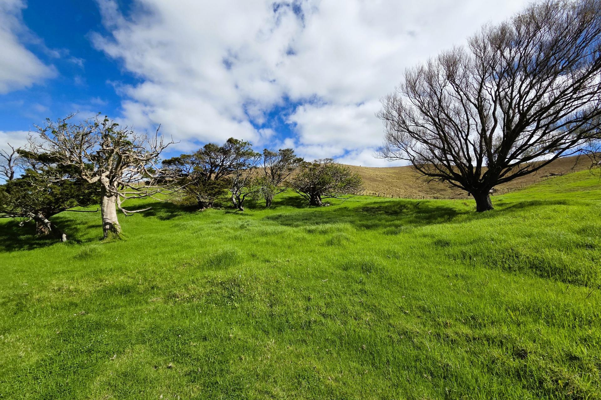 Morrison Road, Dargaville