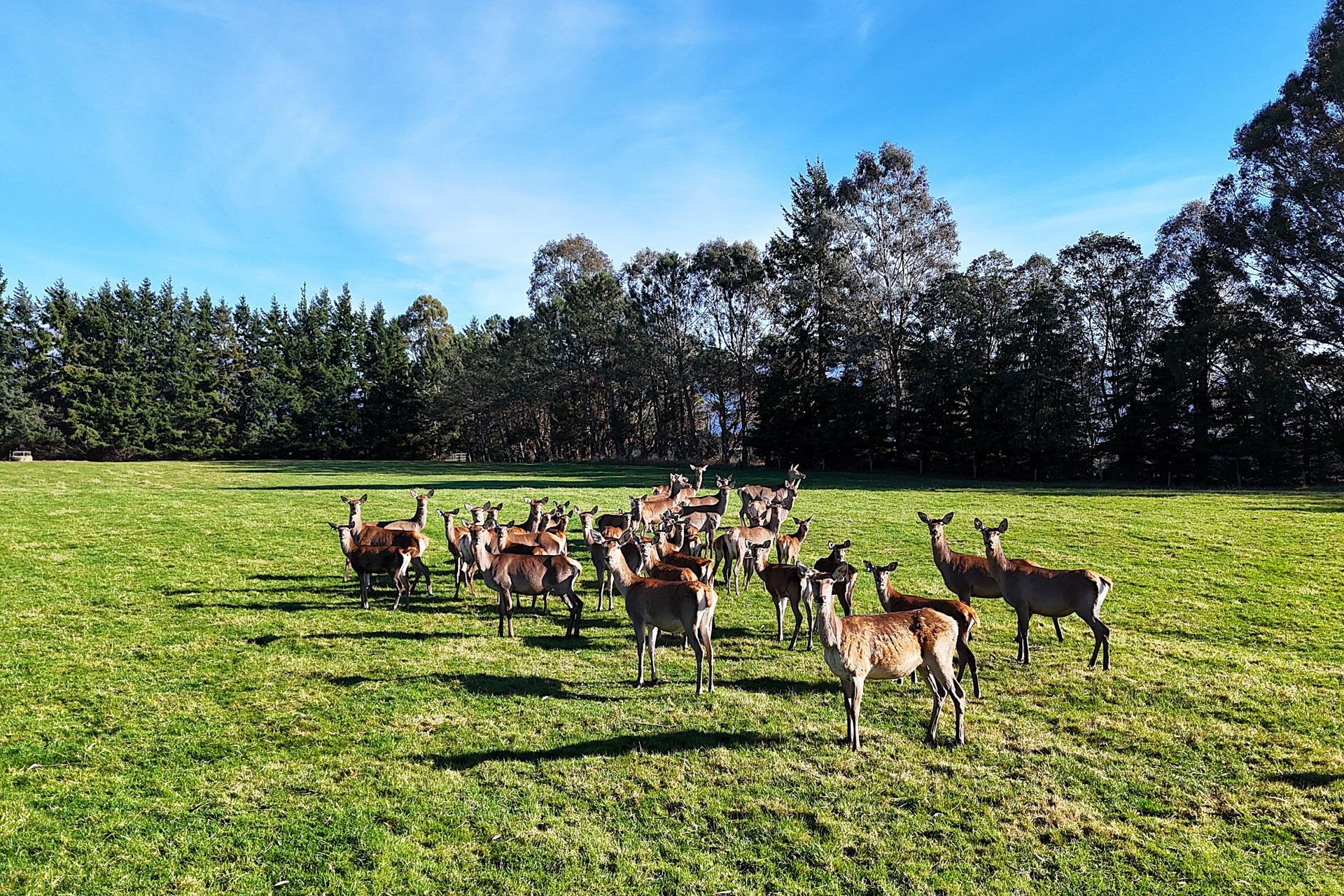 140 Tutoko Lane, Te Anau