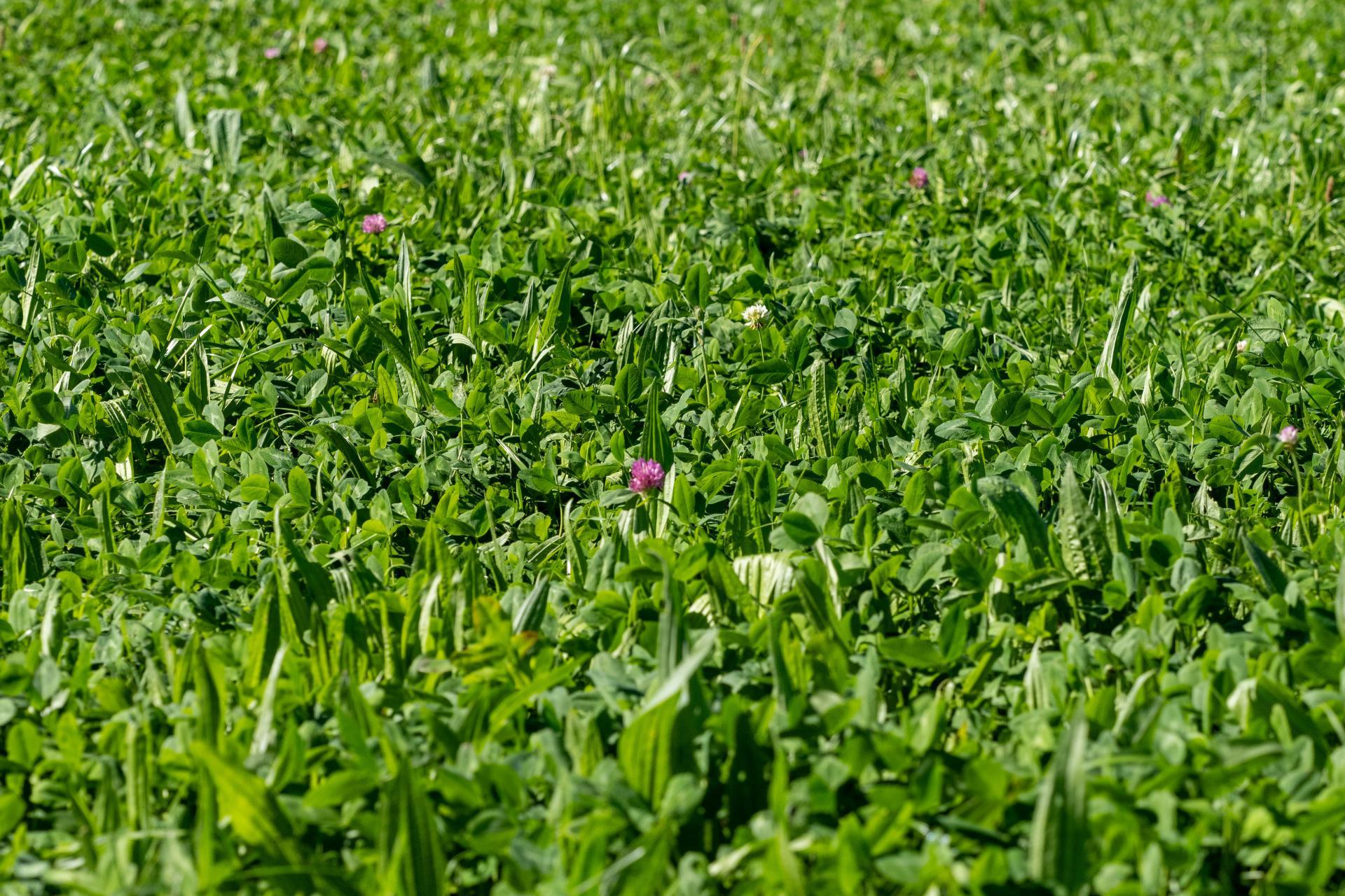 270 and 280 Tinwald Westerfield Mayfield Road, Tinwald