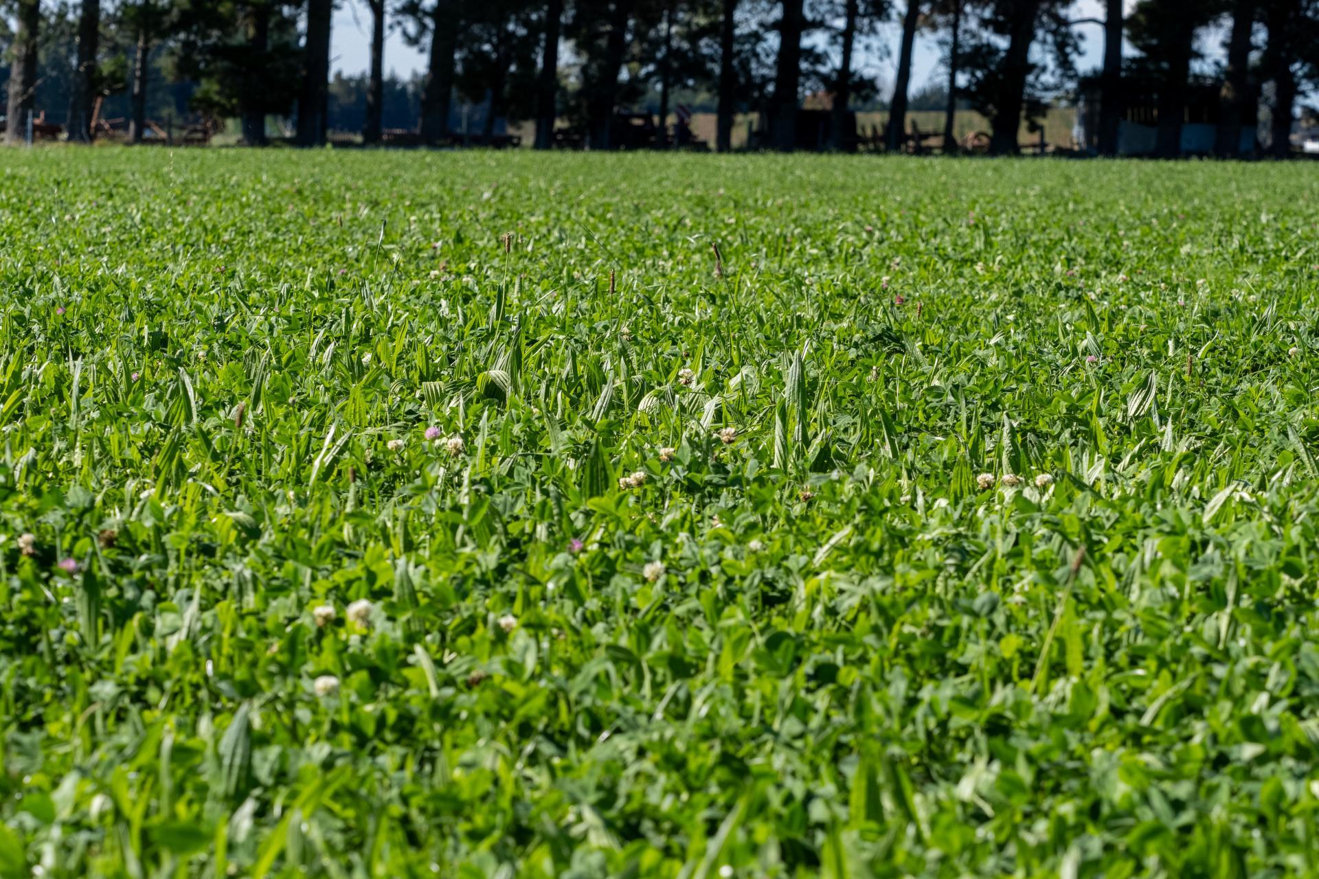 270 and 280 Tinwald Westerfield Mayfield Road, Tinwald