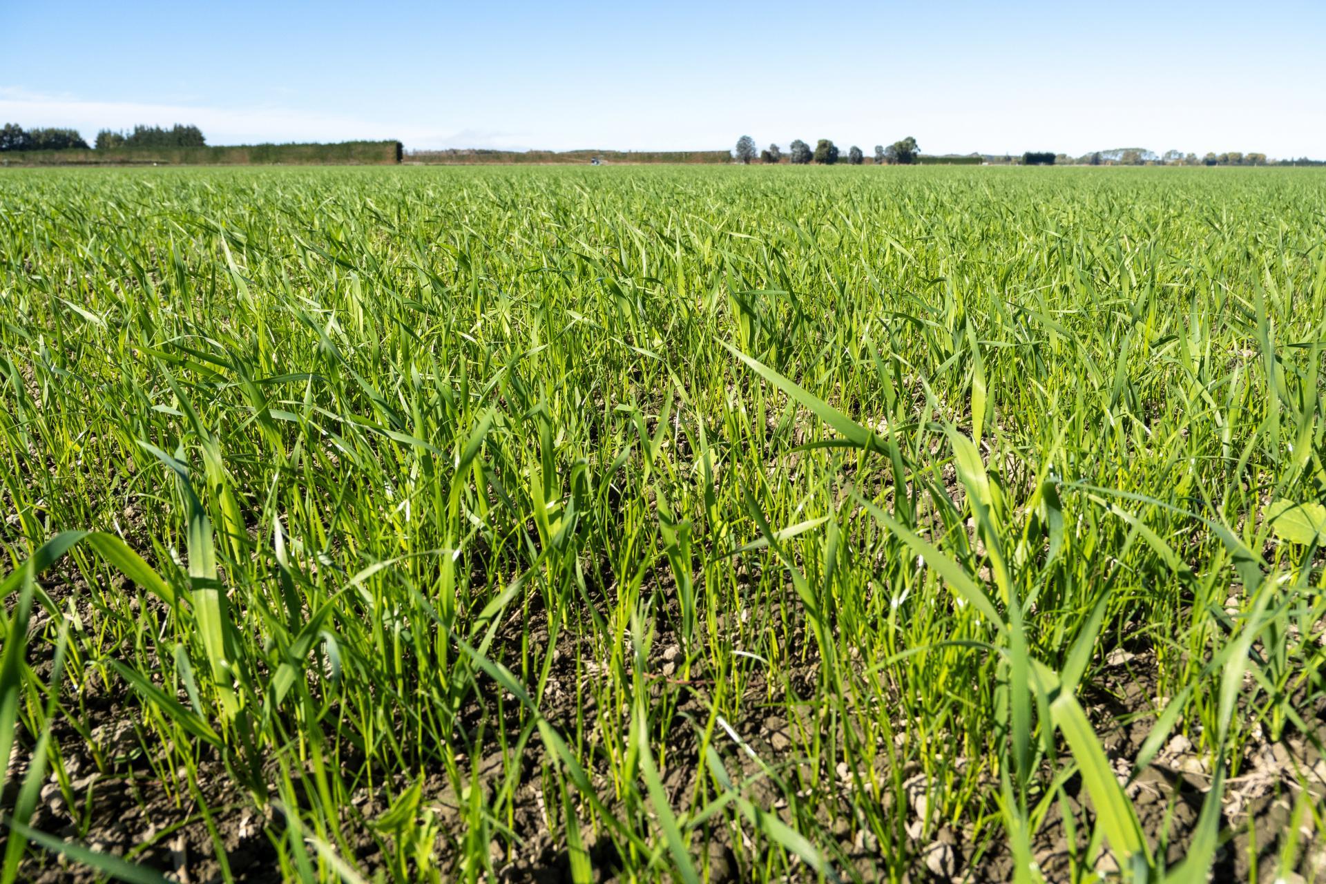 270 and 280 Tinwald Westerfield Mayfield Road, Tinwald