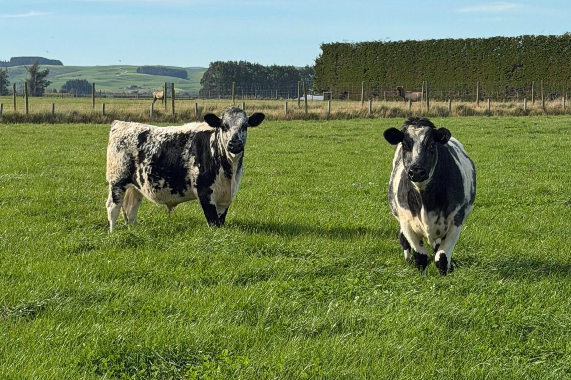 Thomsons Crossing Road, Thomsons Crossing