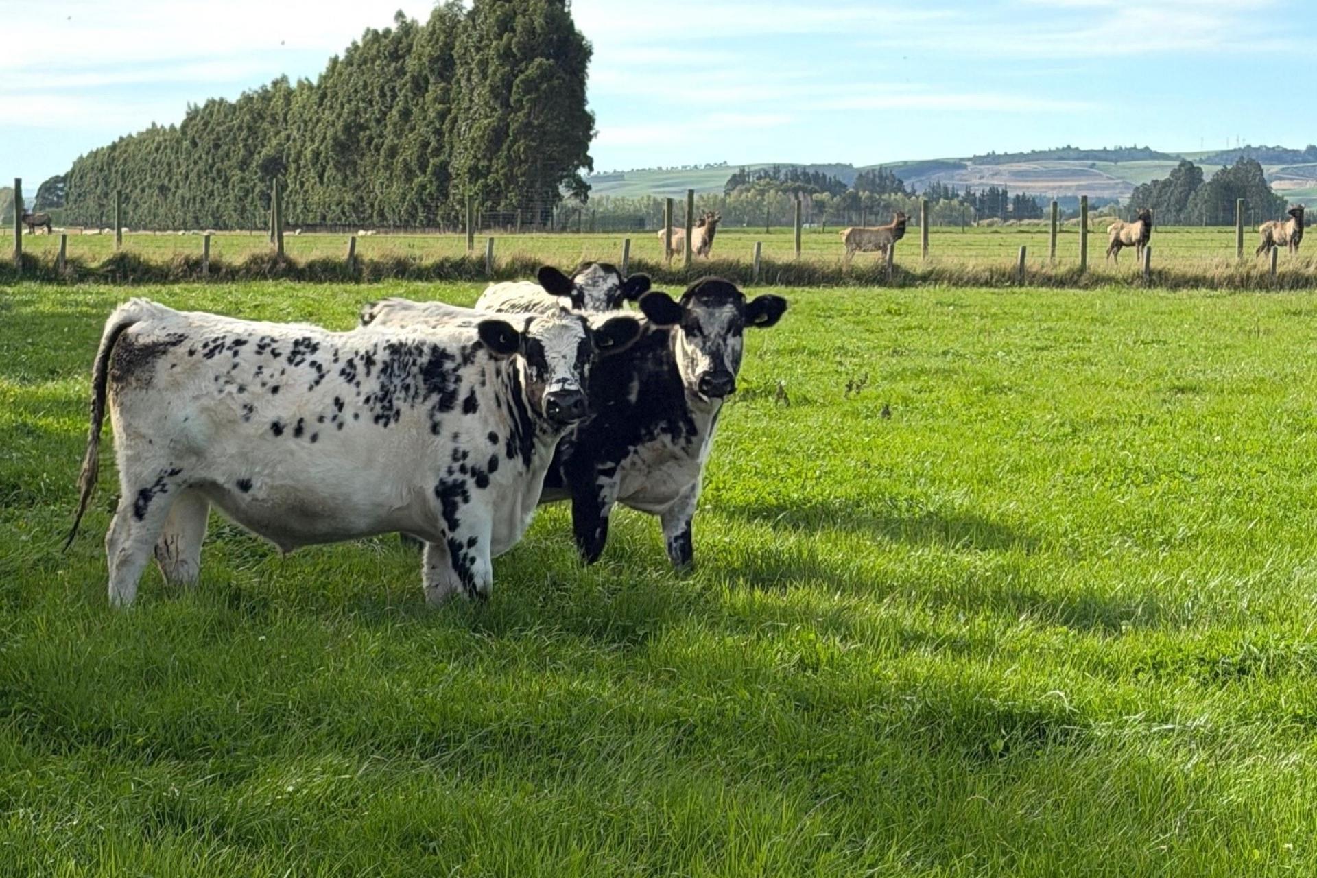 Thomsons Crossing Road, Thomsons Crossing