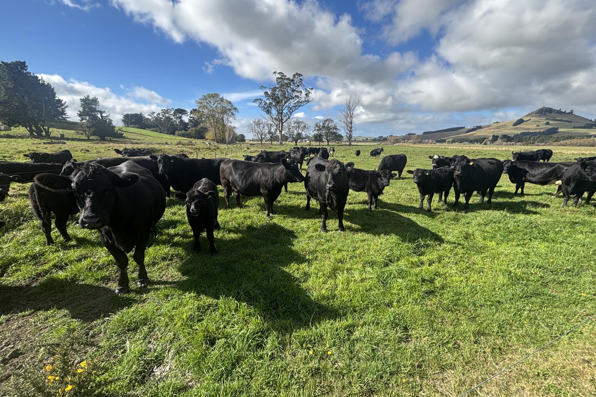 Blacks Road, Palmerston
