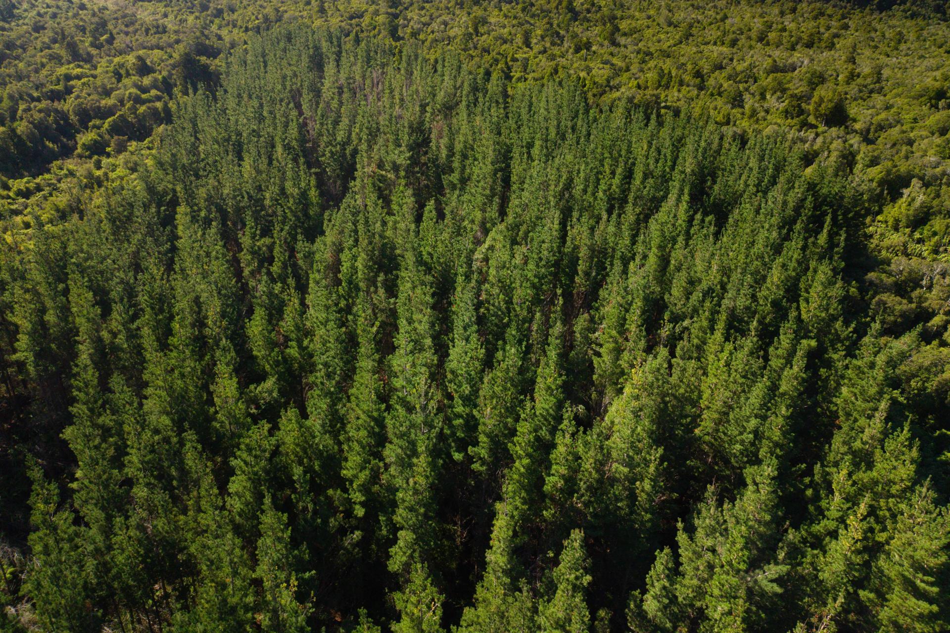 Bell Hill Road, Inchbonnie