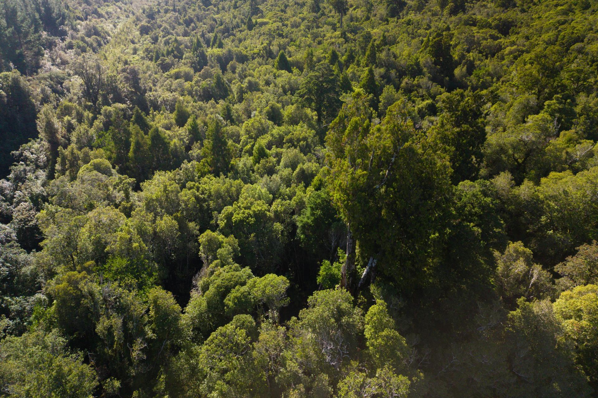 Bell Hill Road, Inchbonnie