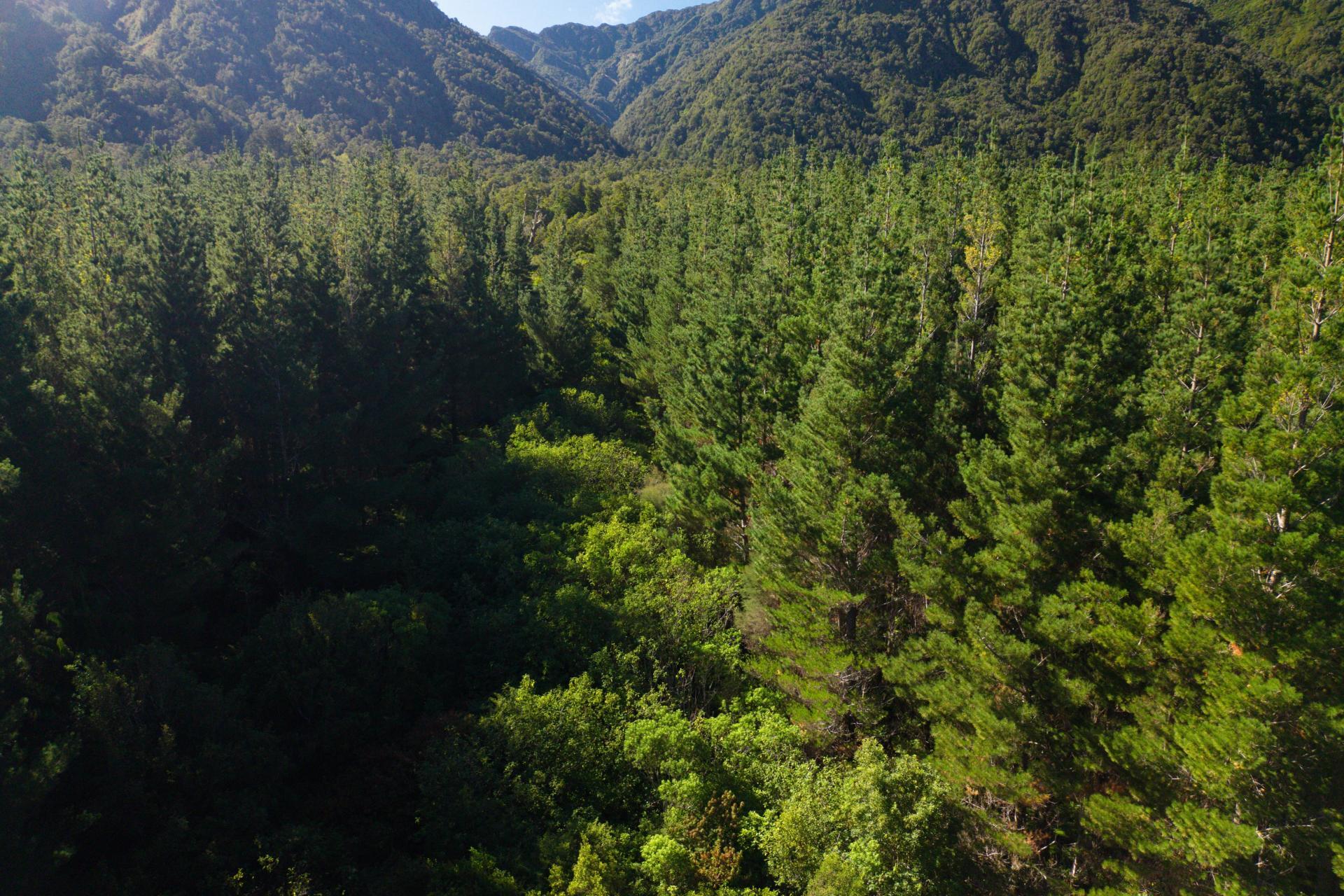 Bell Hill Road, Inchbonnie