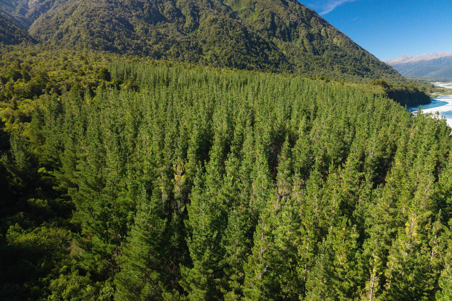 Bell Hill Road, Inchbonnie