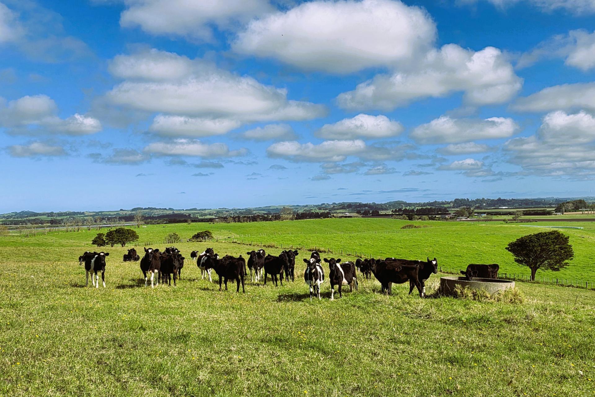 6320 State Highway 12, Dargaville