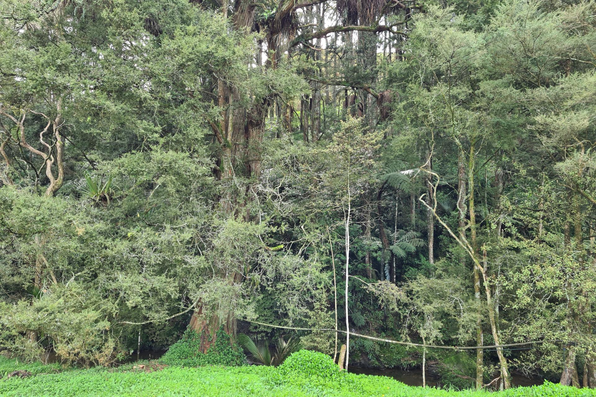 Lot 1, 675 Gorge Road, Maungaturoto