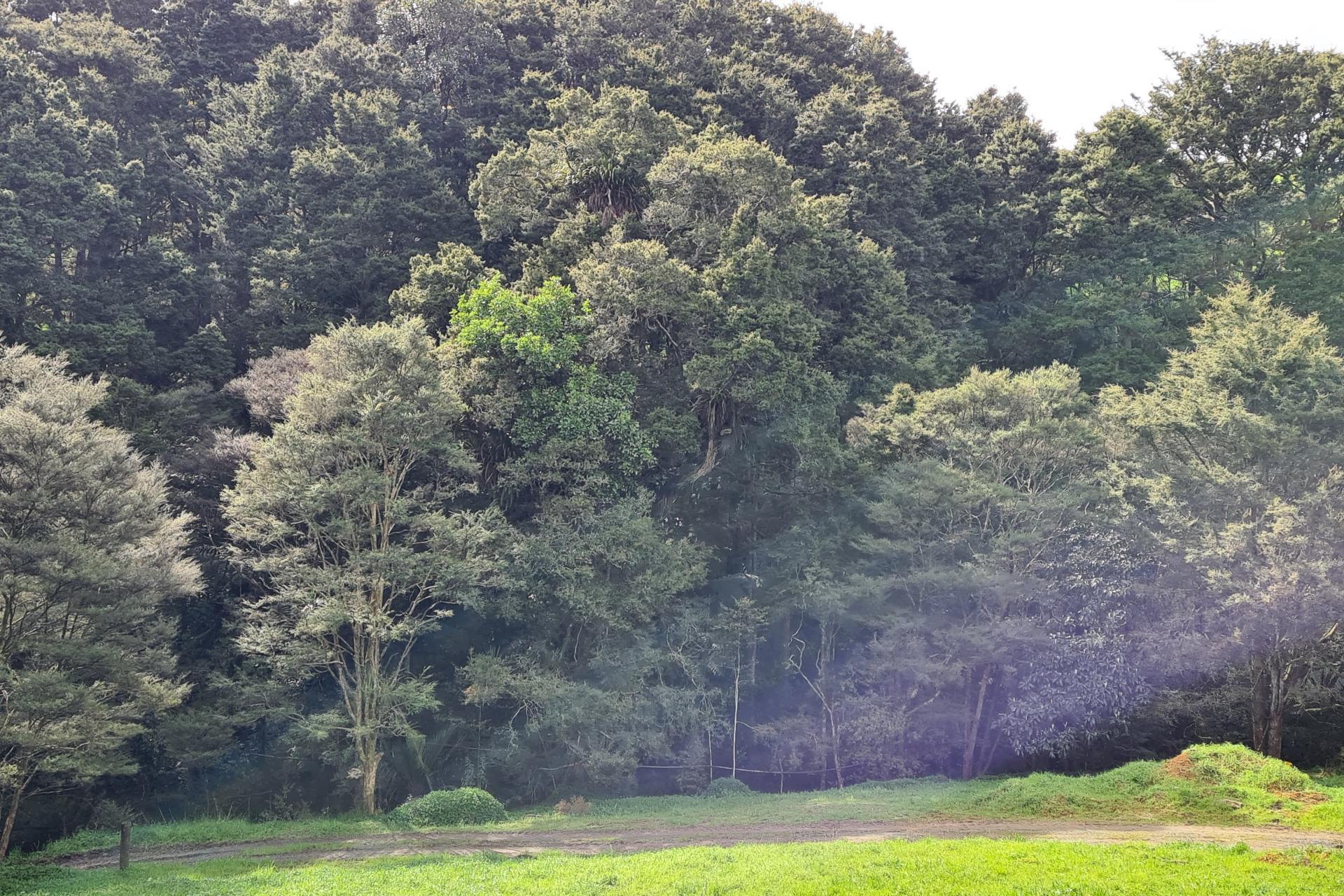 Lot 1, 675 Gorge Road, Maungaturoto