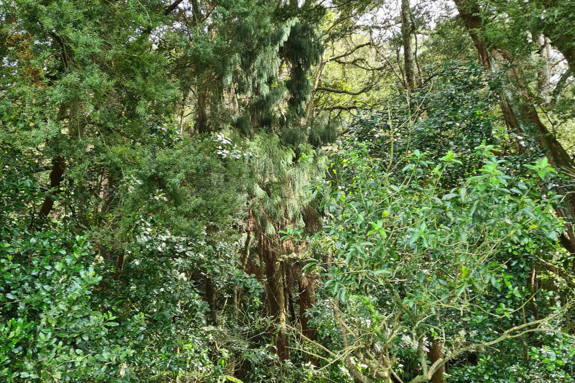 Lot 1, 675 Gorge Road, Maungaturoto