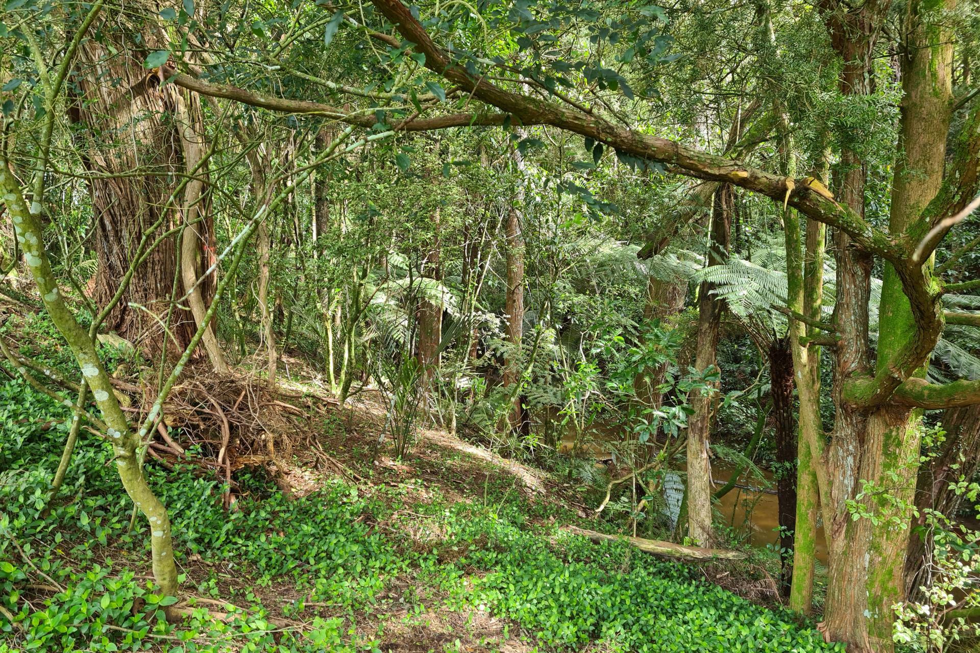 Lot 1, 675 Gorge Road, Maungaturoto
