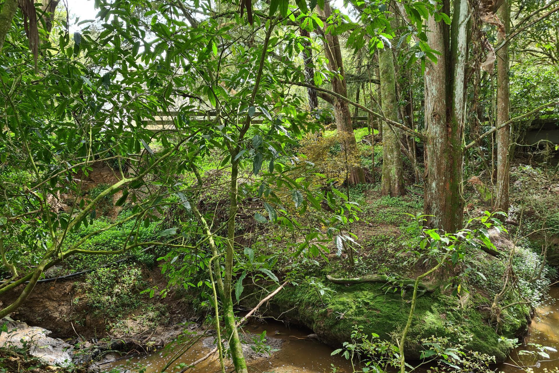 Lot 1, 675 Gorge Road, Maungaturoto