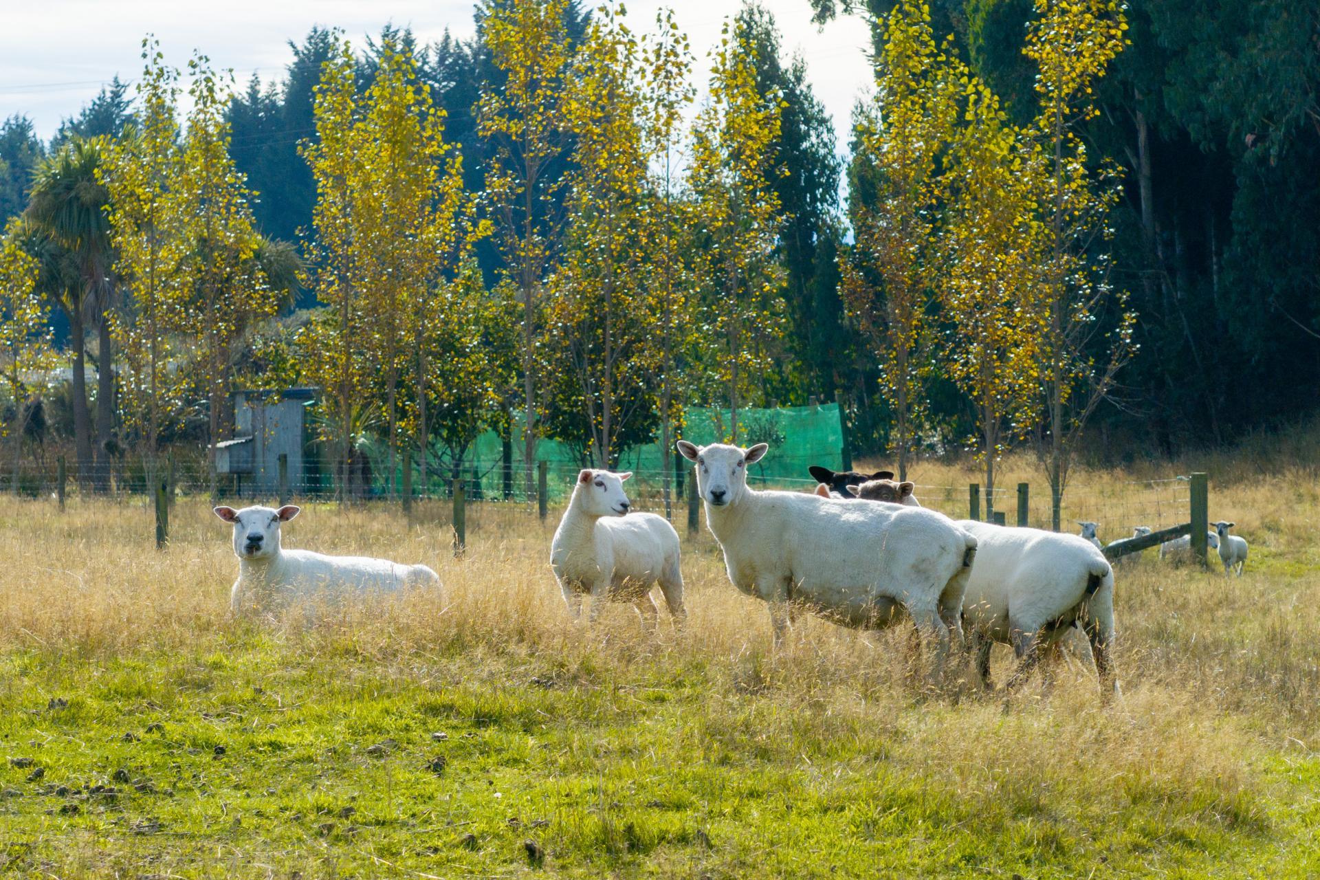 330 Sinclair Road, Te Anau