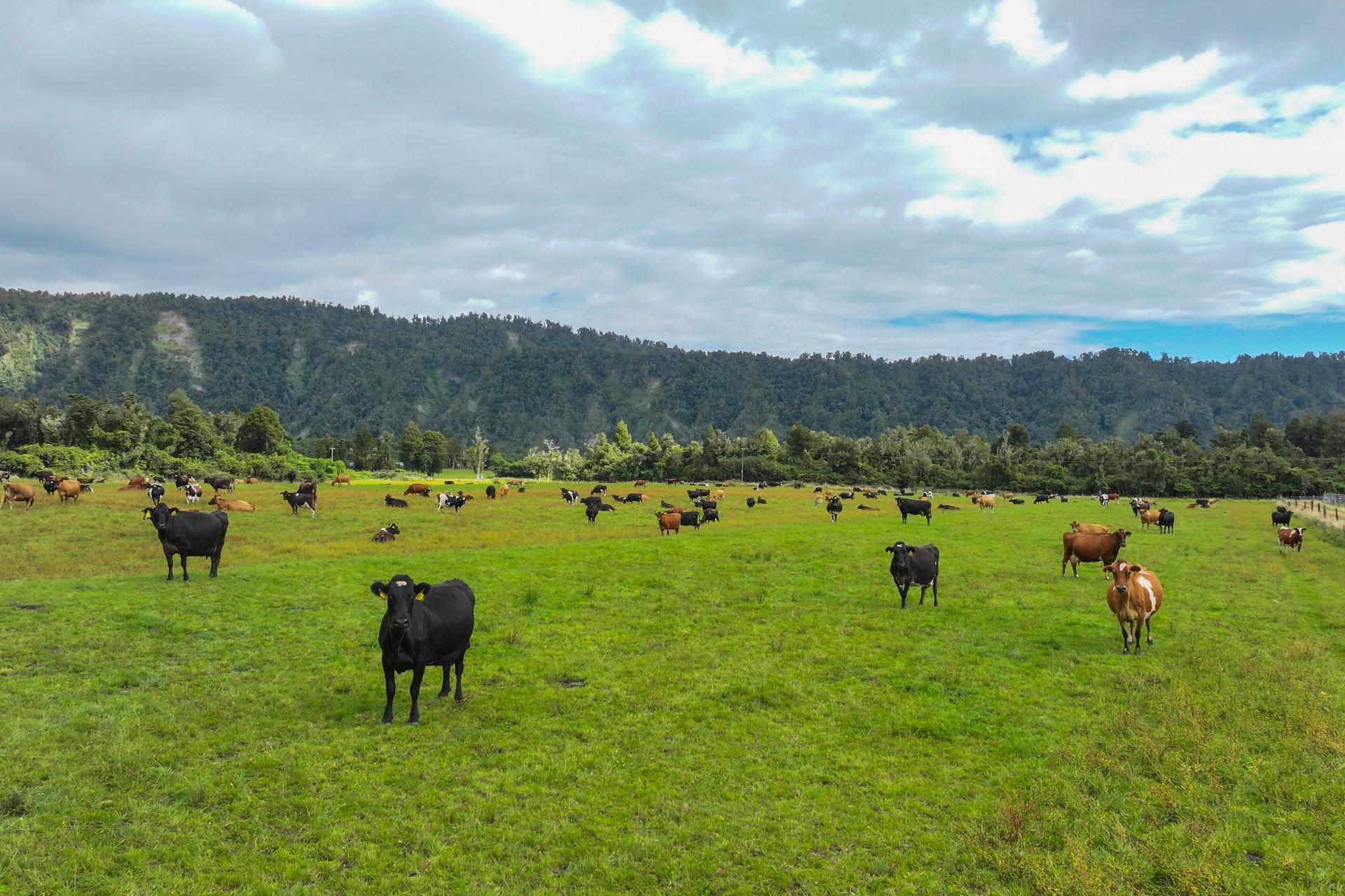 217 Poerua Valley Road, Harihari