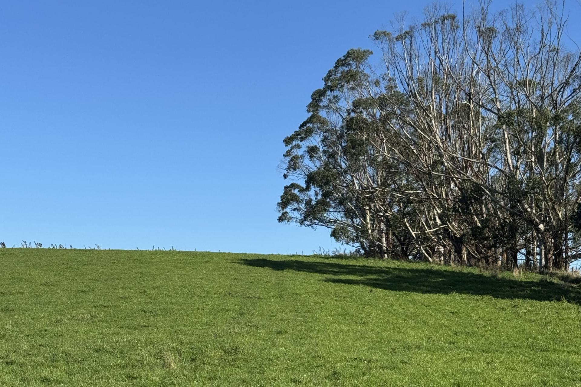 136 Coe Road, Lovells Flat