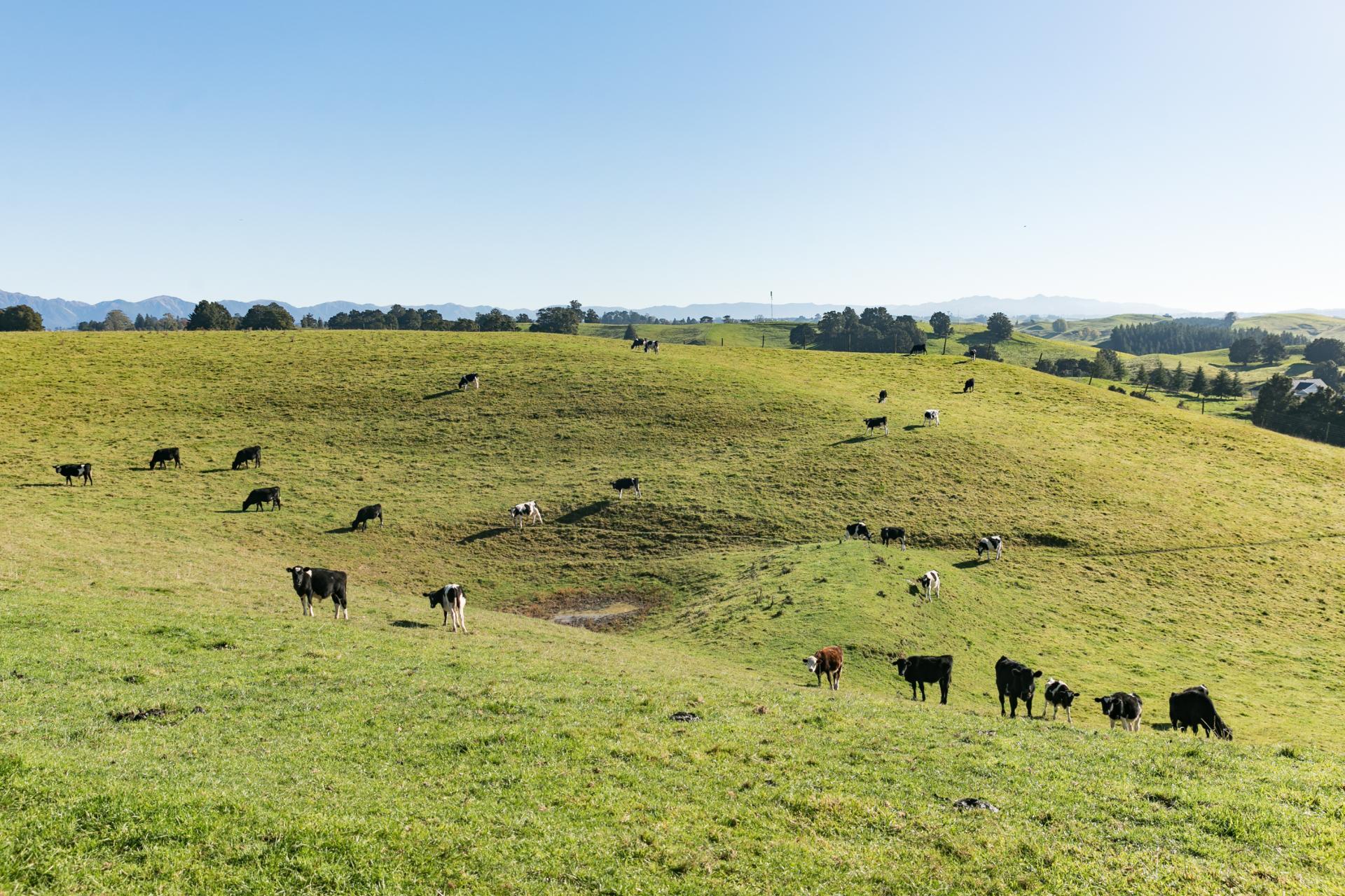 613 Blackburn Road, Ongaonga