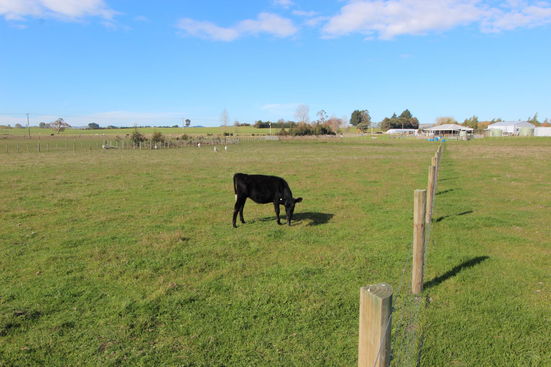 94 Farm Road, Waipukurau