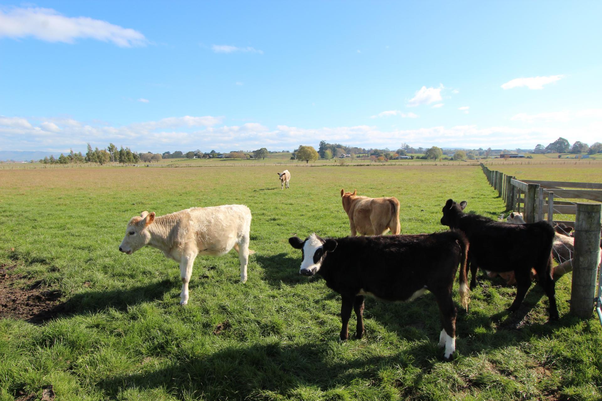 94 Farm Road, Waipukurau