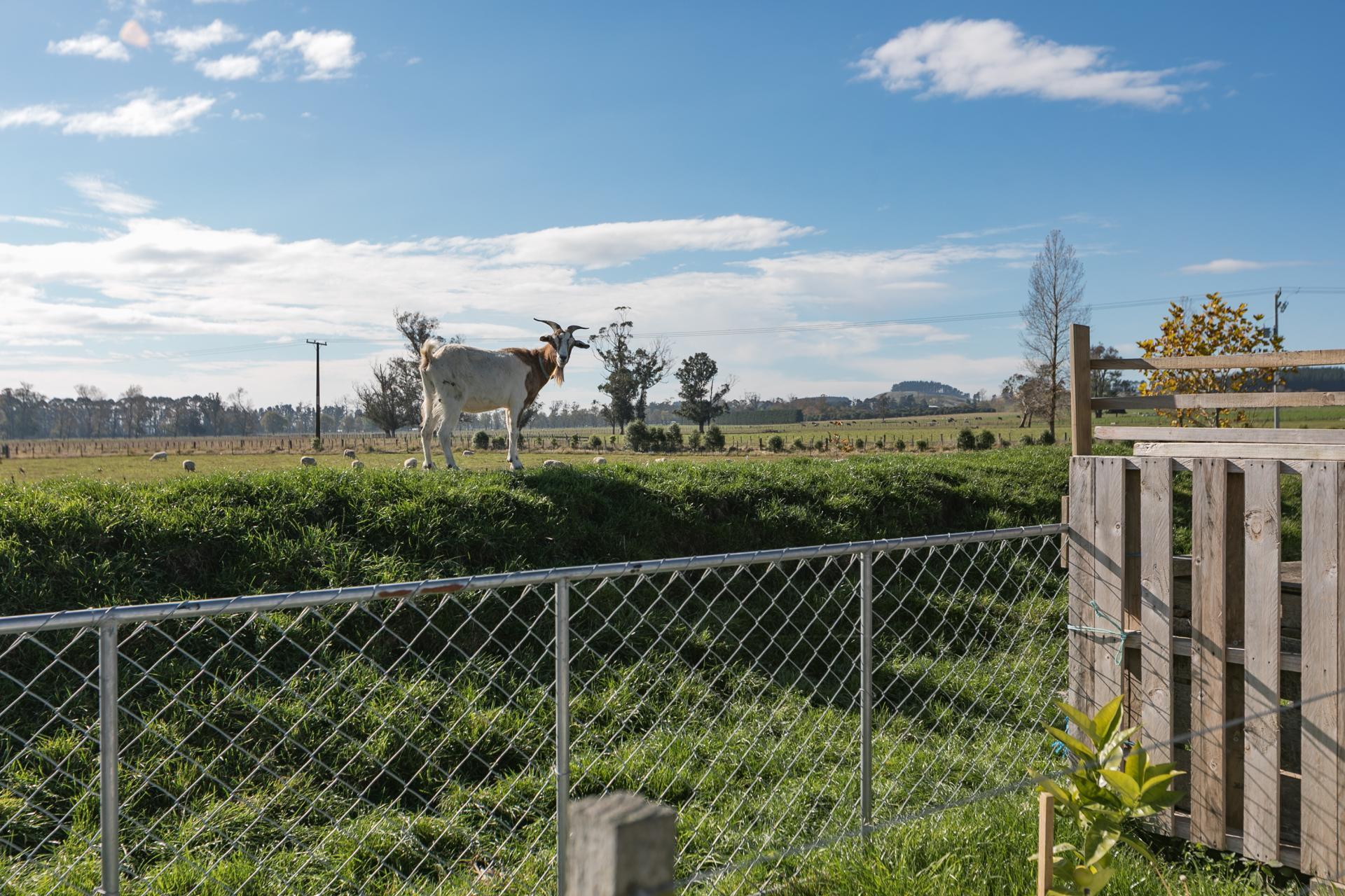 94 Farm Road, Waipukurau