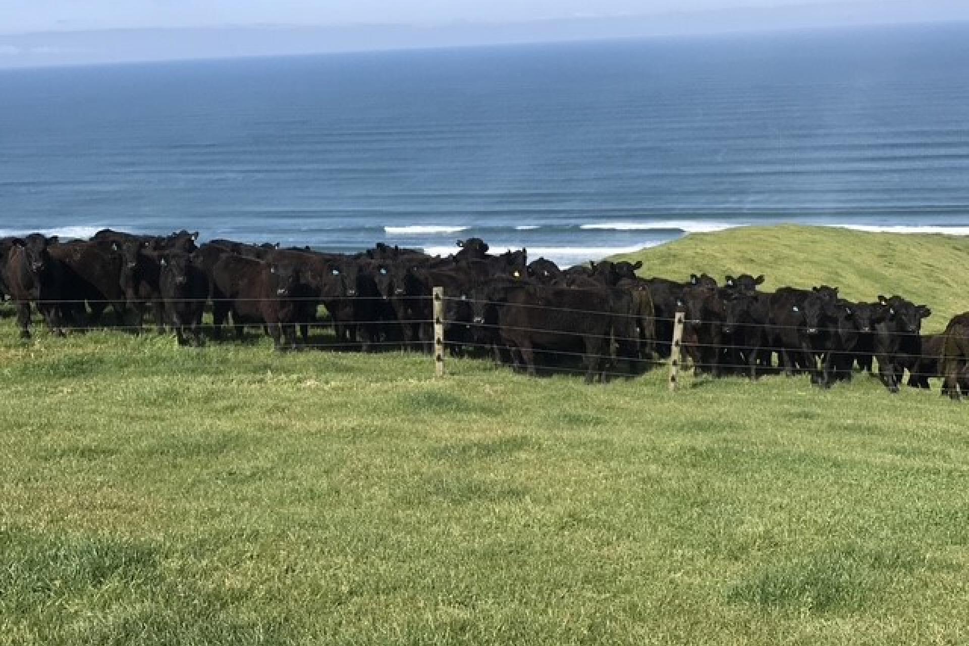767 Te Akau Coast Road, Te Akau