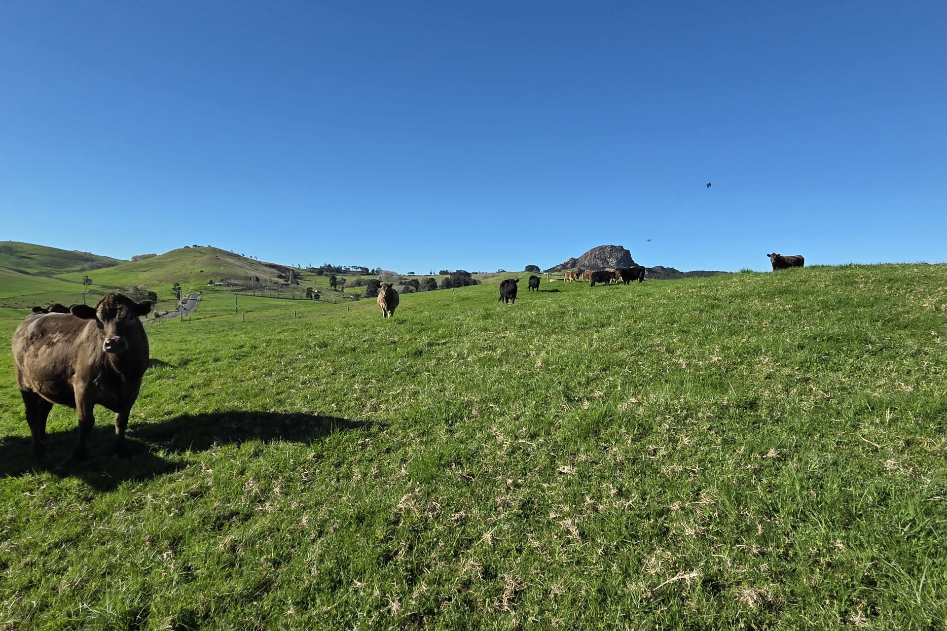 Lot 7 Mititai Road, Dargaville