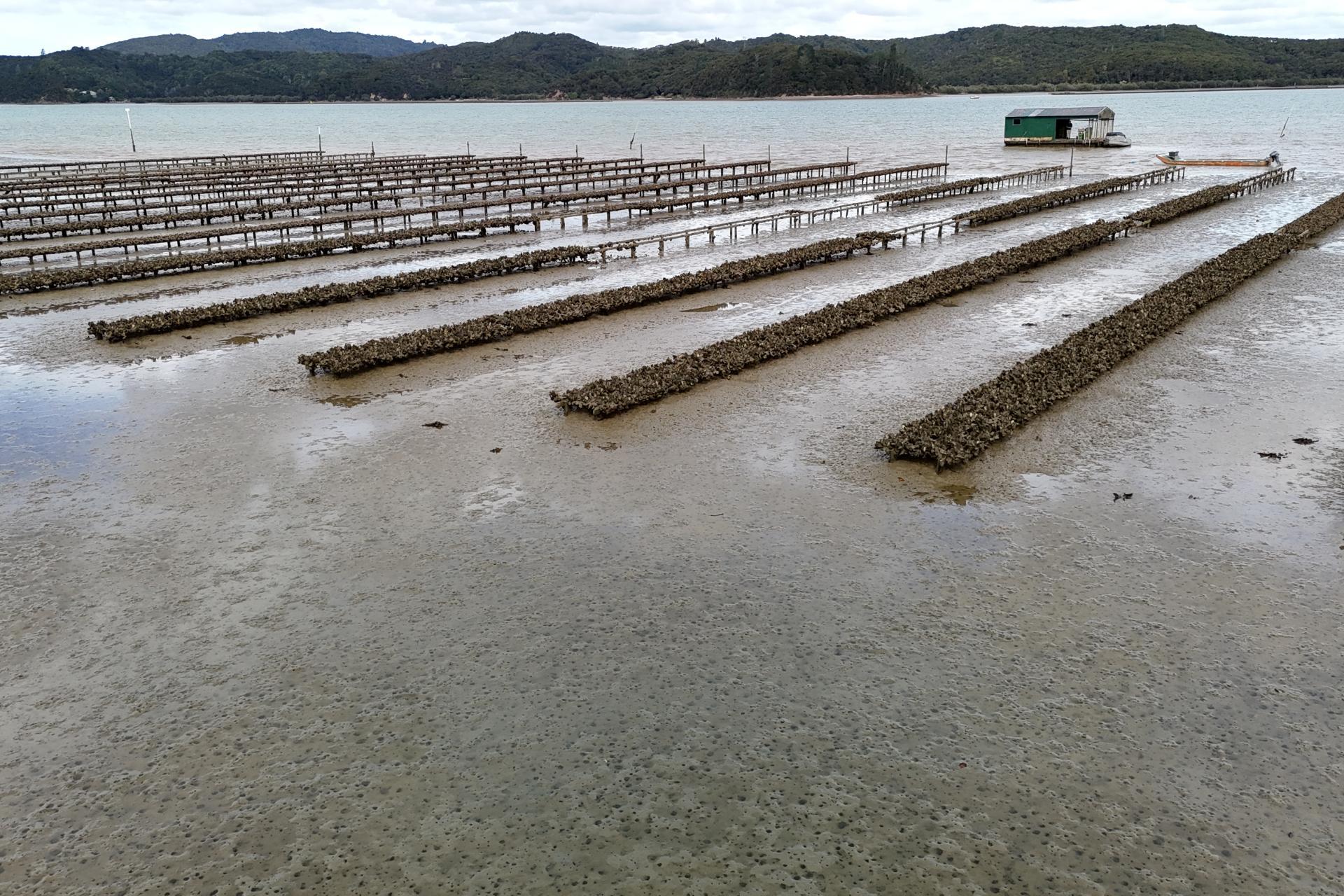 Waikare Inlet, Opua