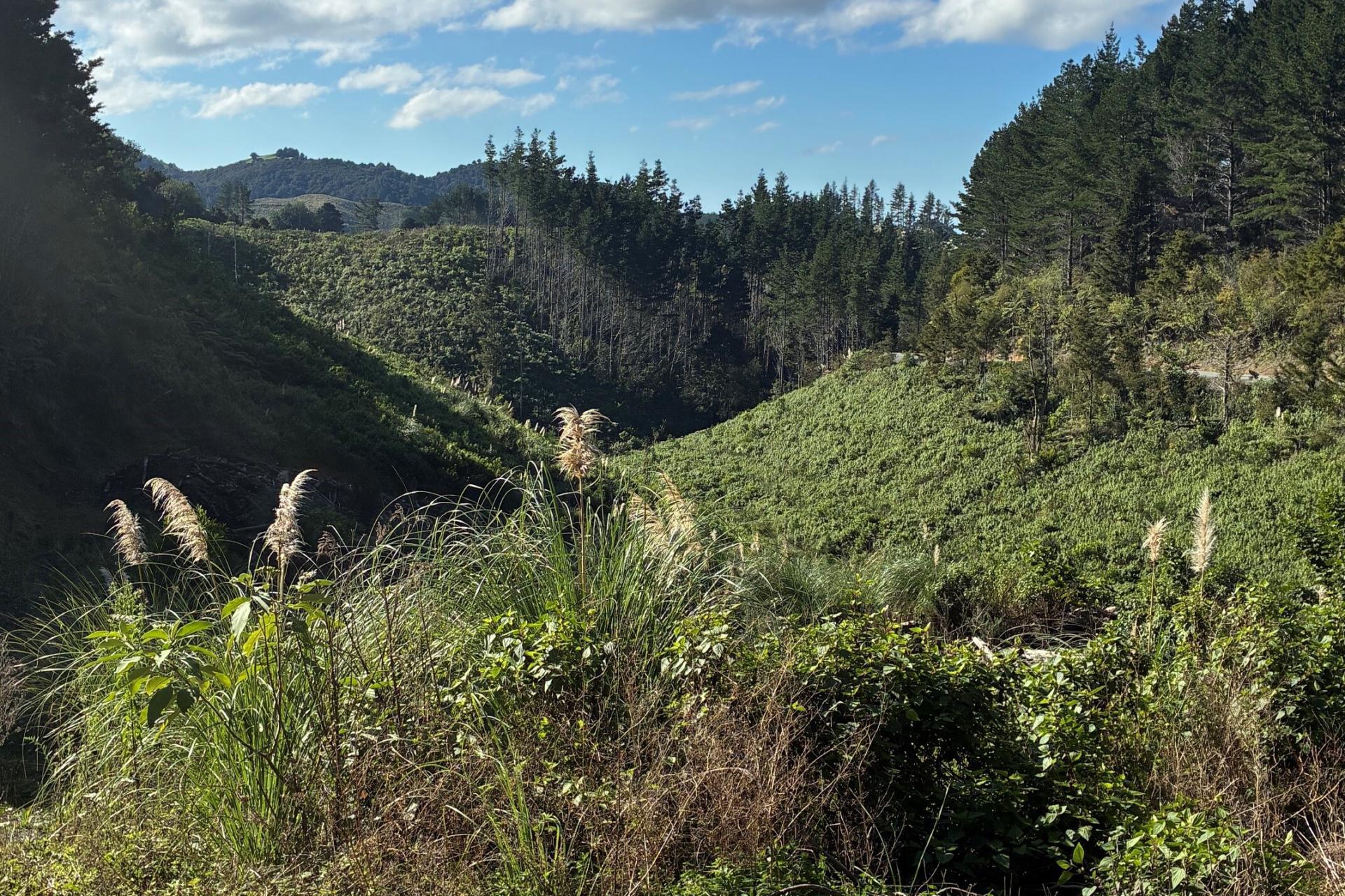 Taraunui Road, Parua Bay