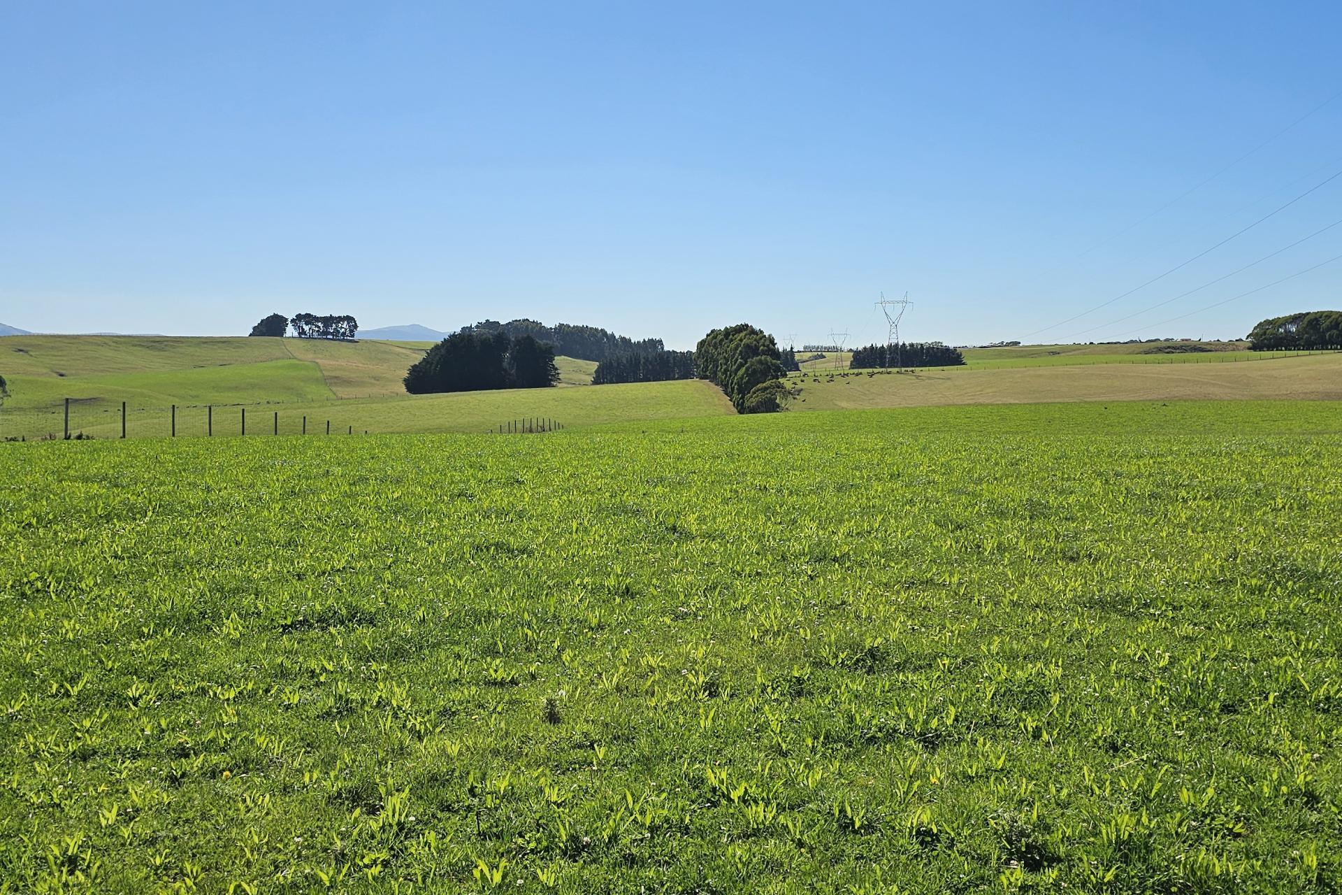 1550 Waimumu Road, Te Tipua