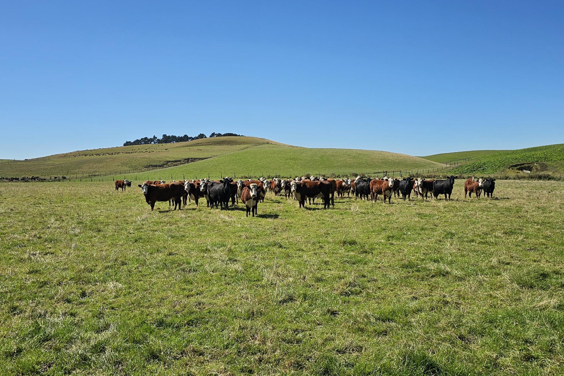 1550 Waimumu Road, Te Tipua
