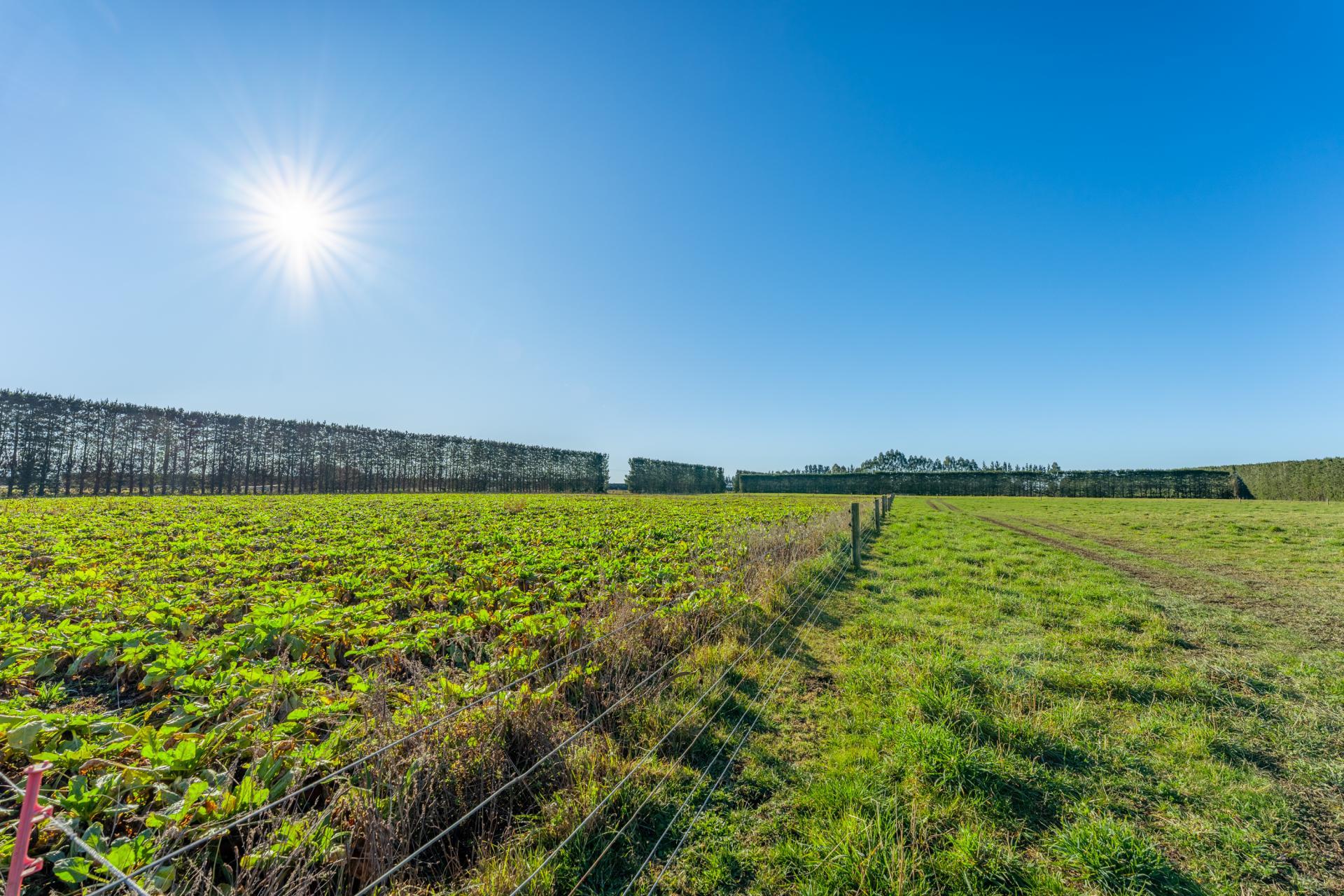 15 McClelland Road and 15 Taylor Road, Rangitata