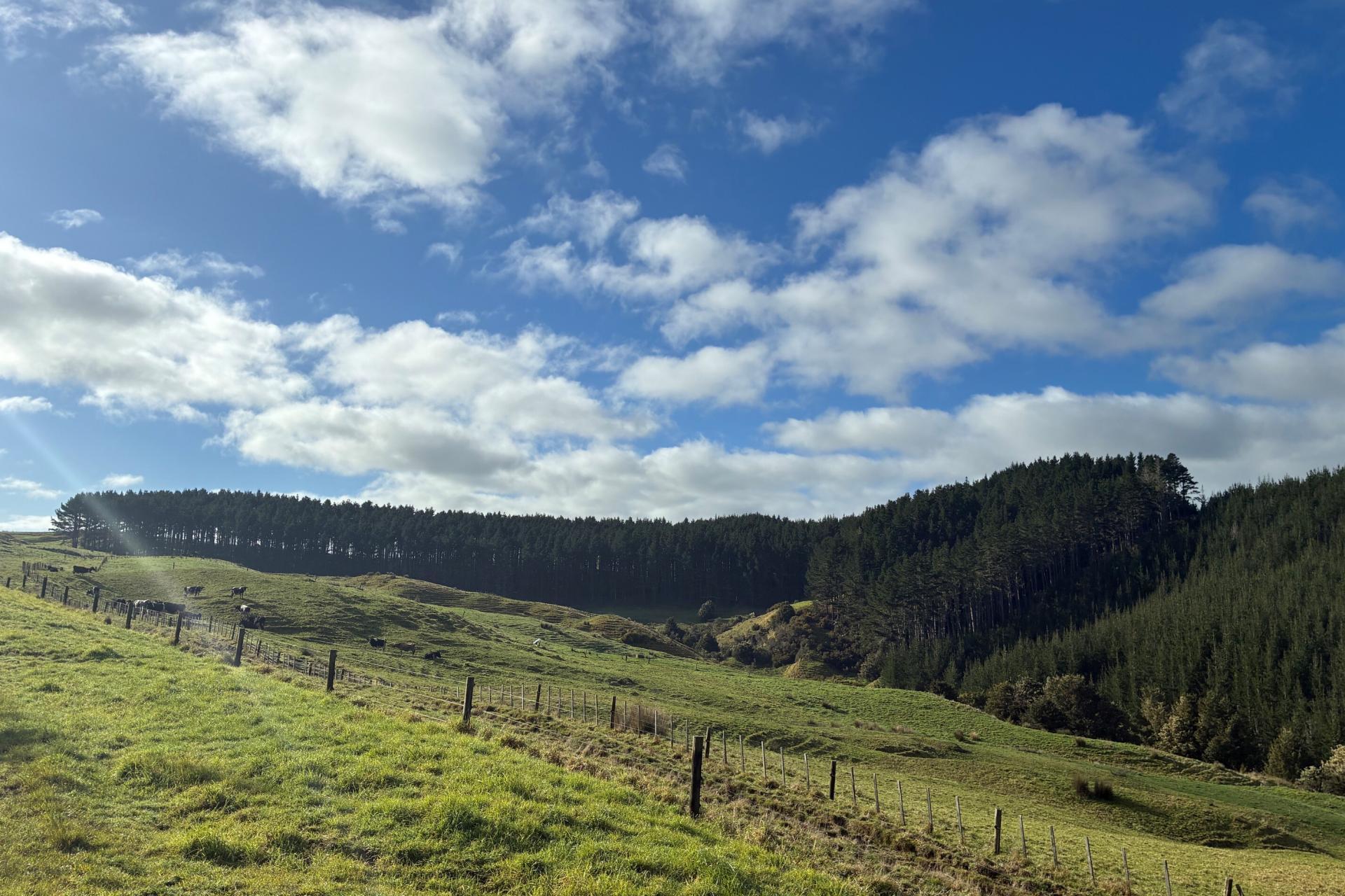 Milne Road, Purua