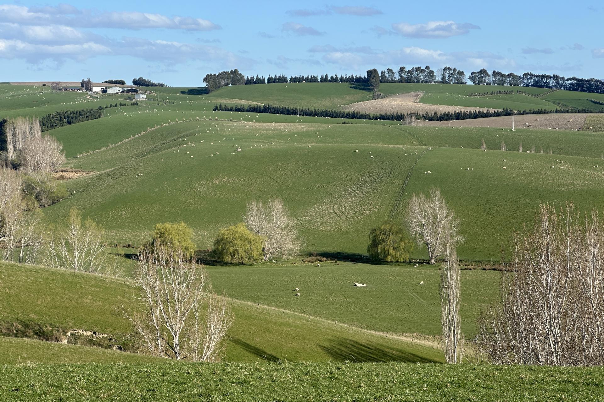 Puketi