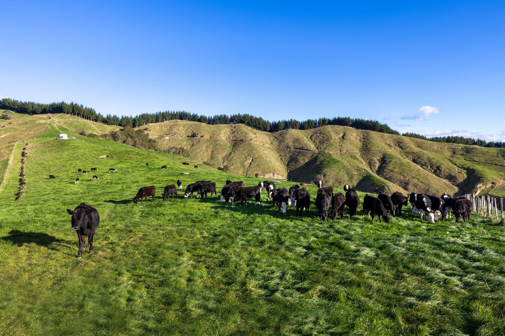 363 Grice Road, Rotoorangi
