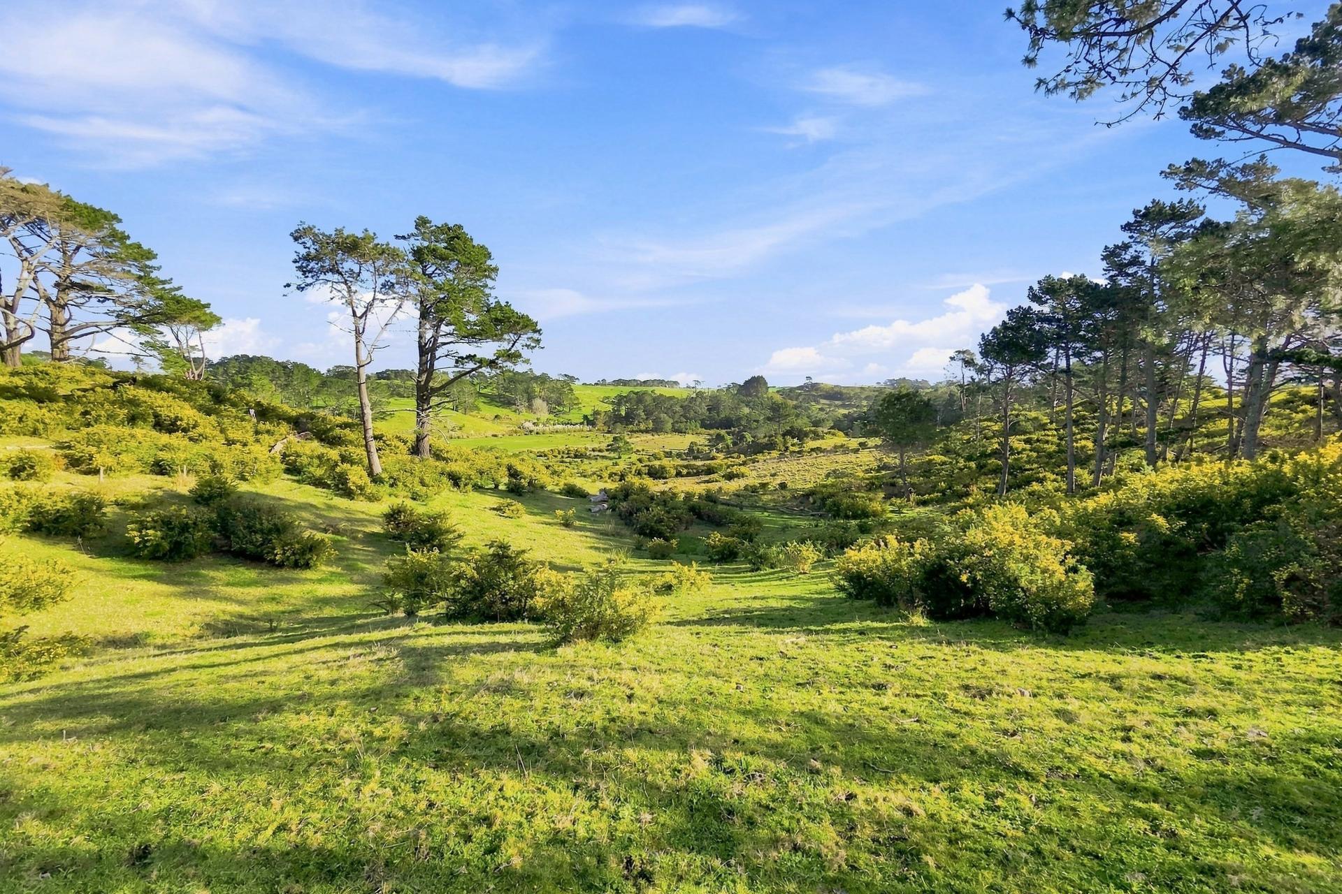 113 Tatarariki Spur Road, Te Kopuru