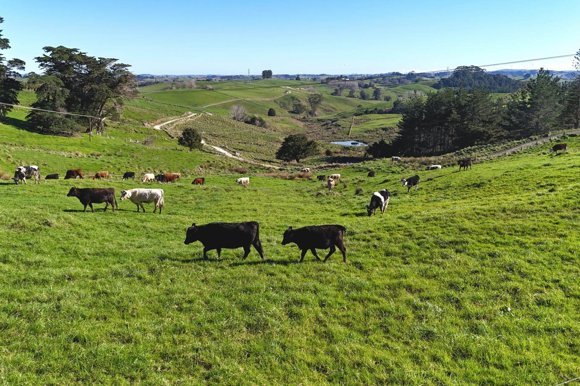 115 Biddle Road, Wellsford