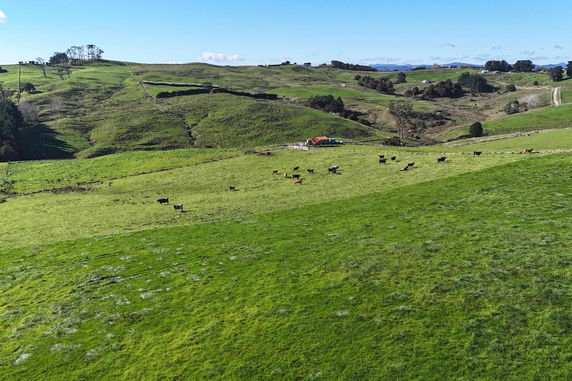 115 Biddle Road, Wellsford