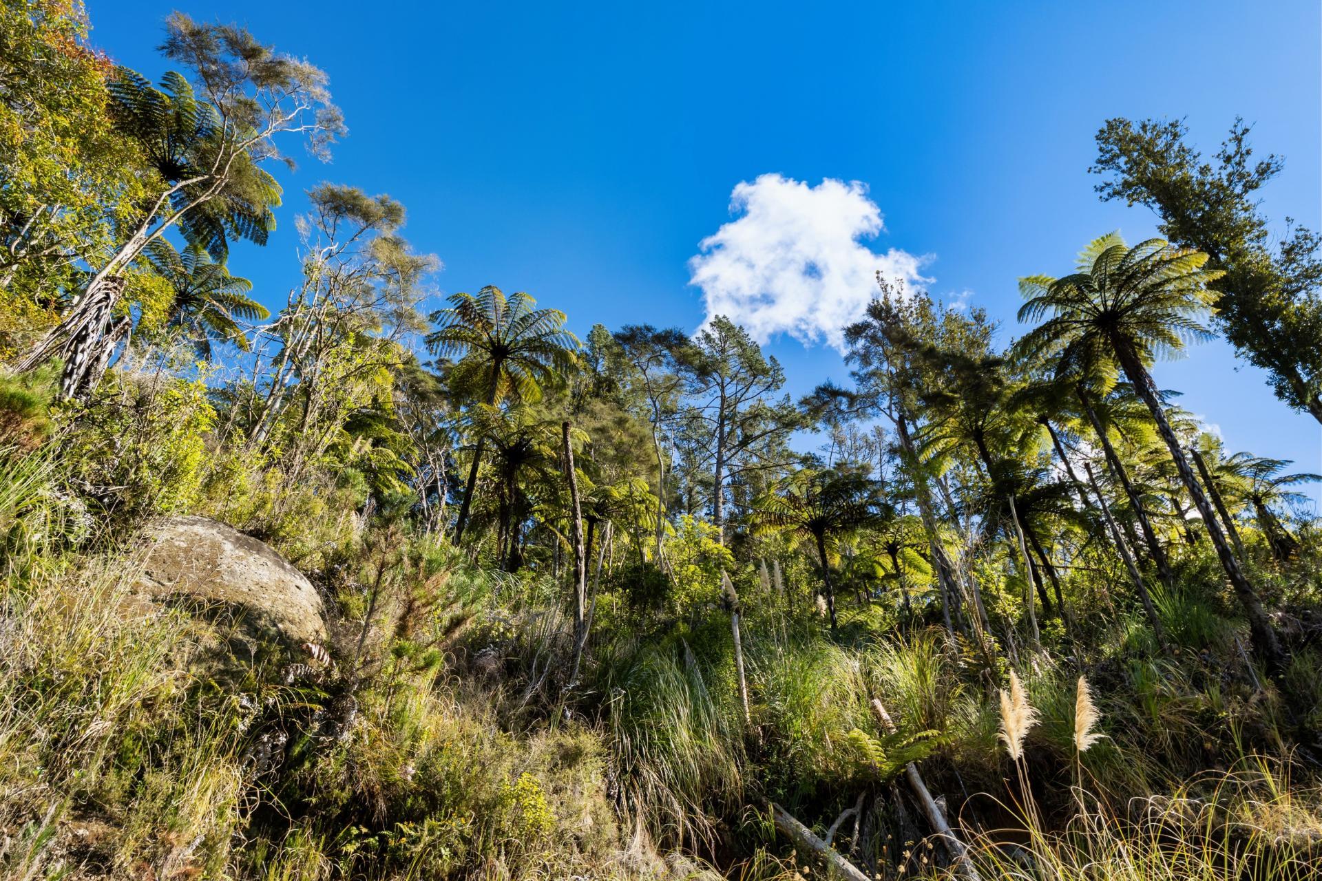 225 Rocky Cutting Road, Papamoa