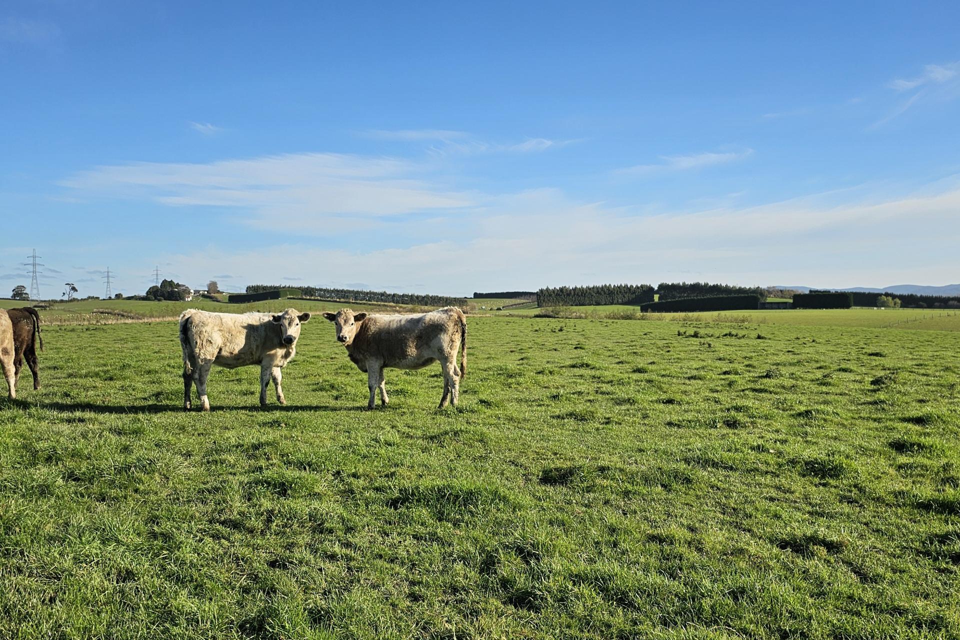 Waimumu