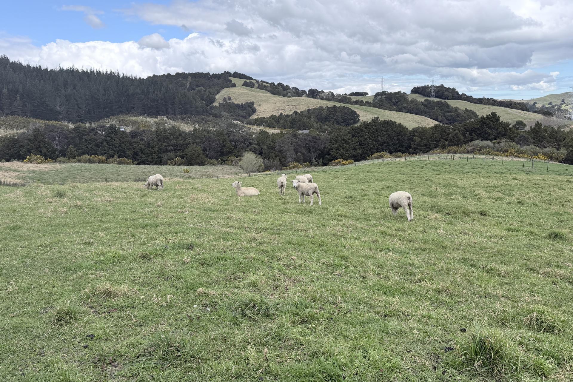 54A Ross Road, Topuni