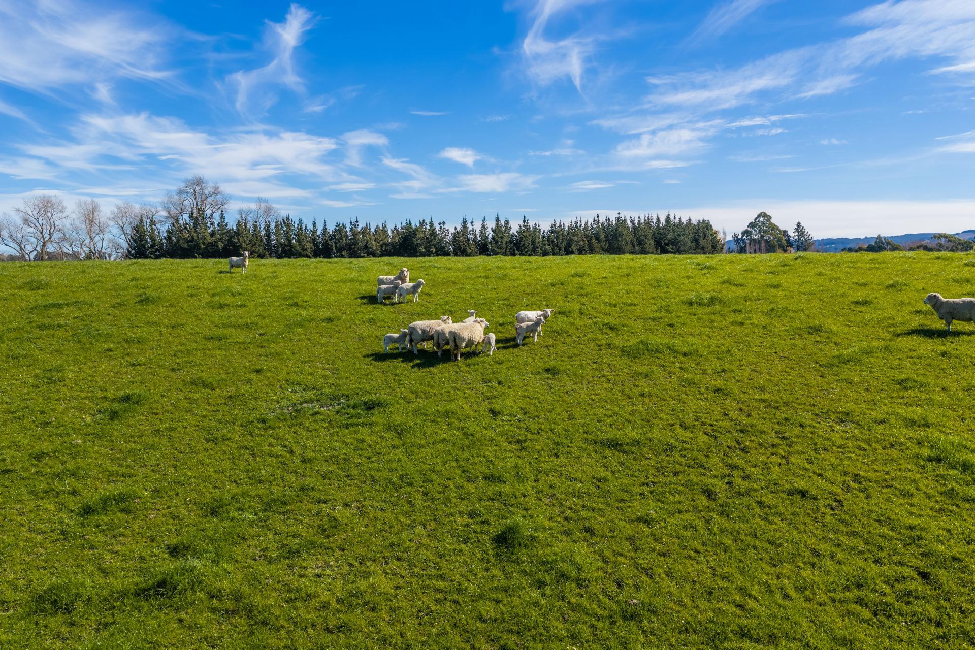 266 Rangiora Leithfield Road, Sefton