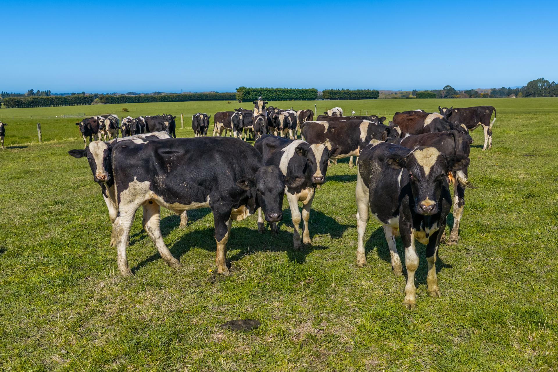 266 Rangiora Leithfield Road, Sefton
