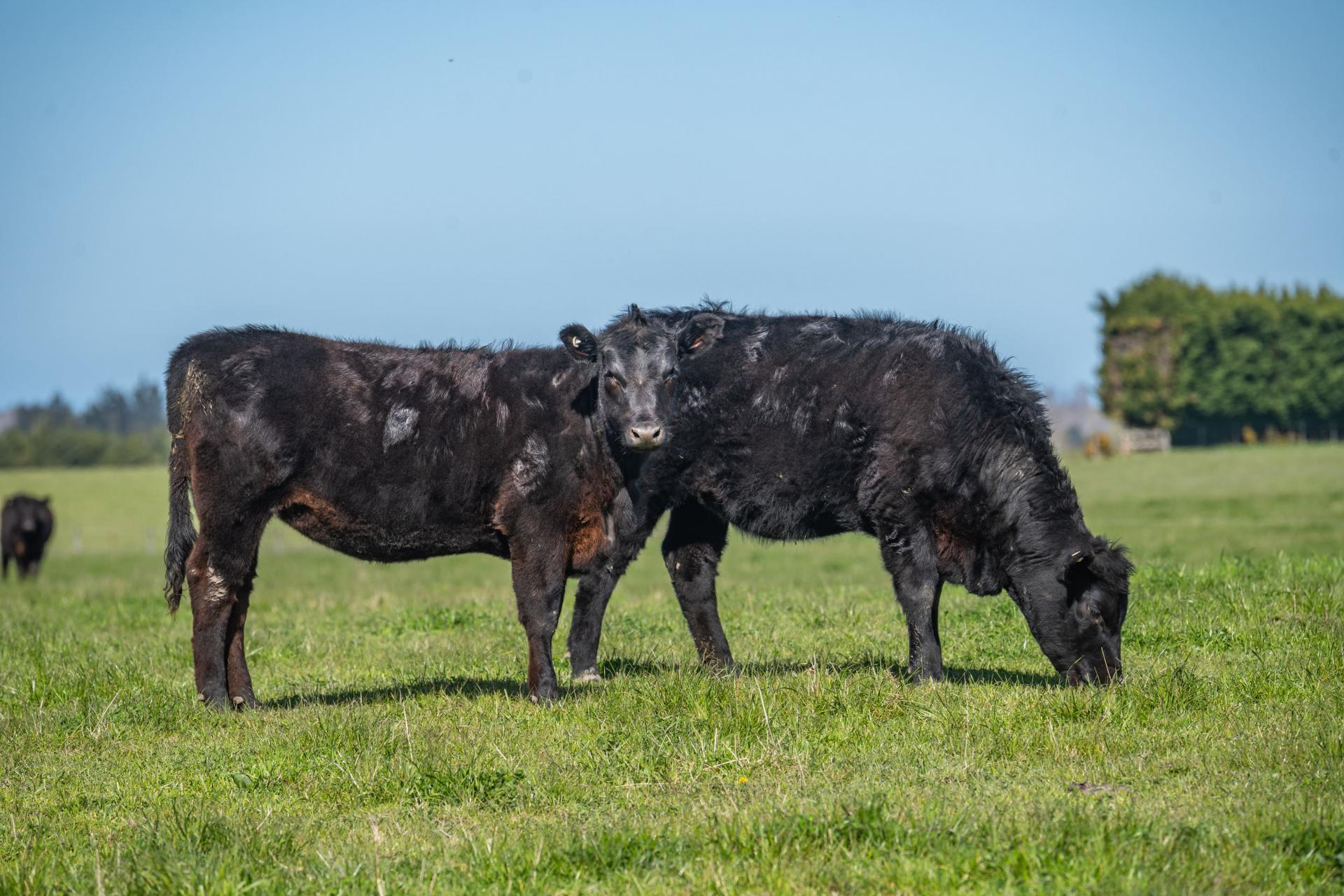 266 Rangiora Leithfield Road, Sefton