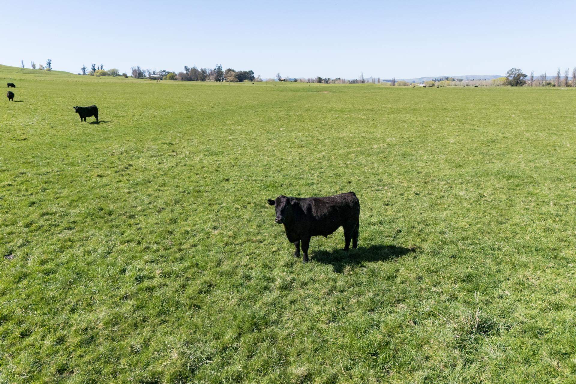 231 Lindsay Road, Waipukurau
