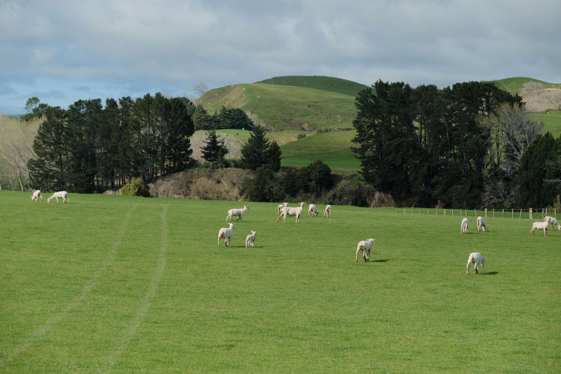 63 Hamilton Road, Dannevirke